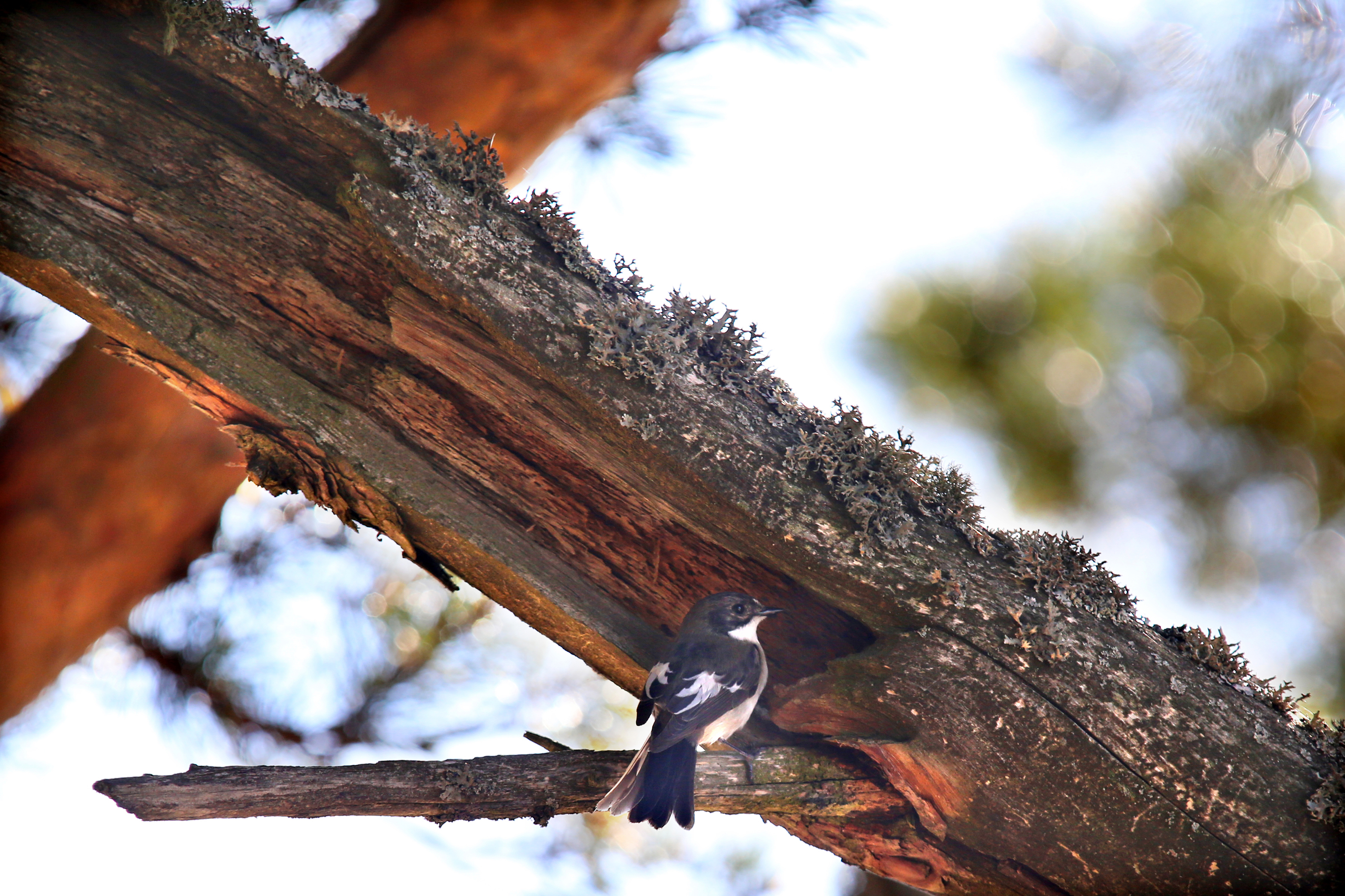 European pied flycatcher (Ficedula hypoleuca) — Passage migrant in Georgia — Enel Lepik