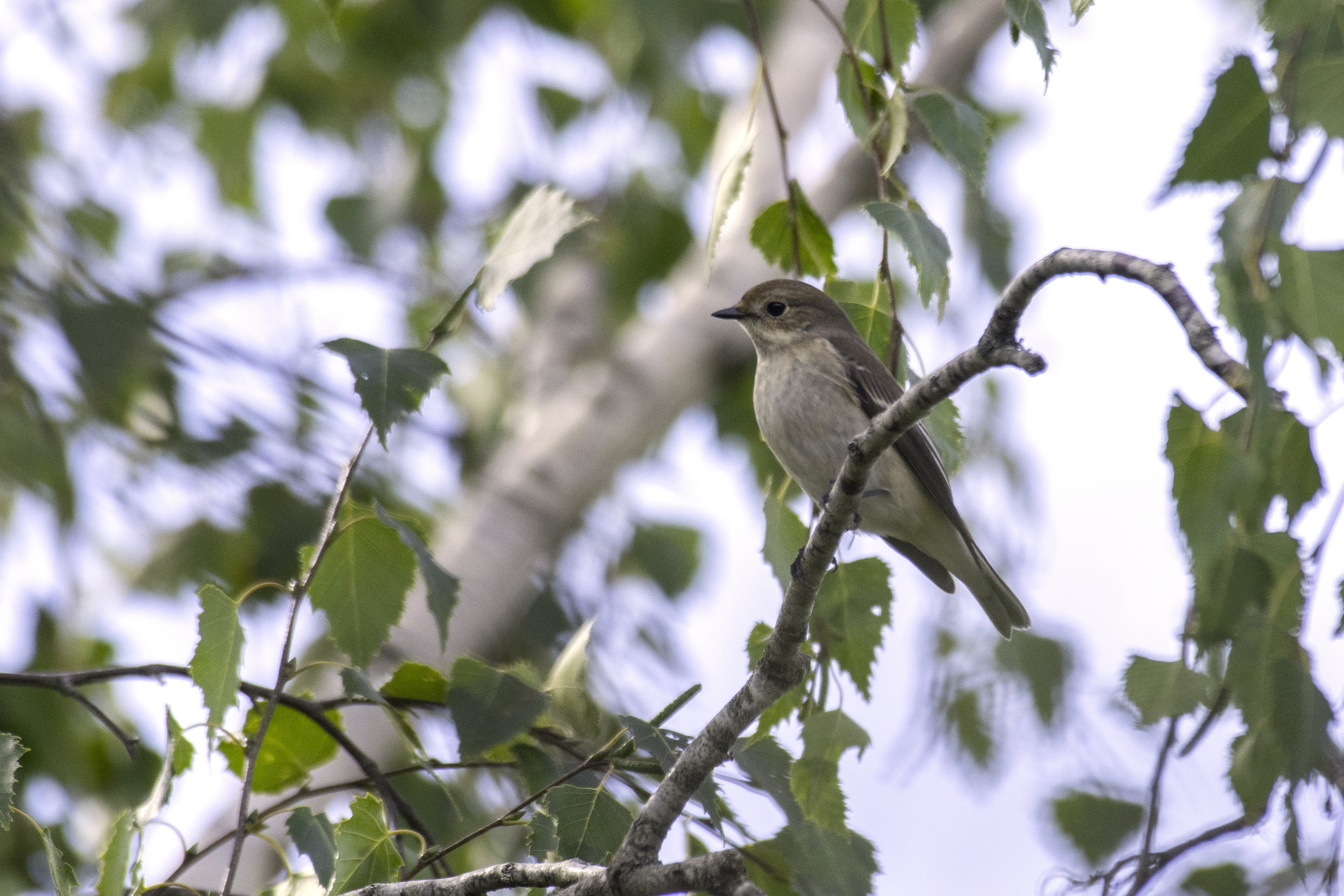 European pied flycatcher (Ficedula hypoleuca) — Lac du Cébron — TRinaud