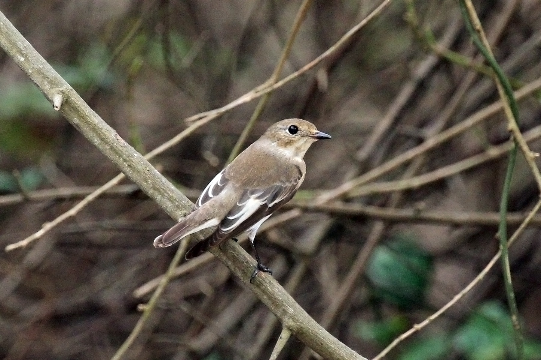 European pied flycatcher (Ficedula hypoleuca) — Shai Hills — Charles J. Sharp