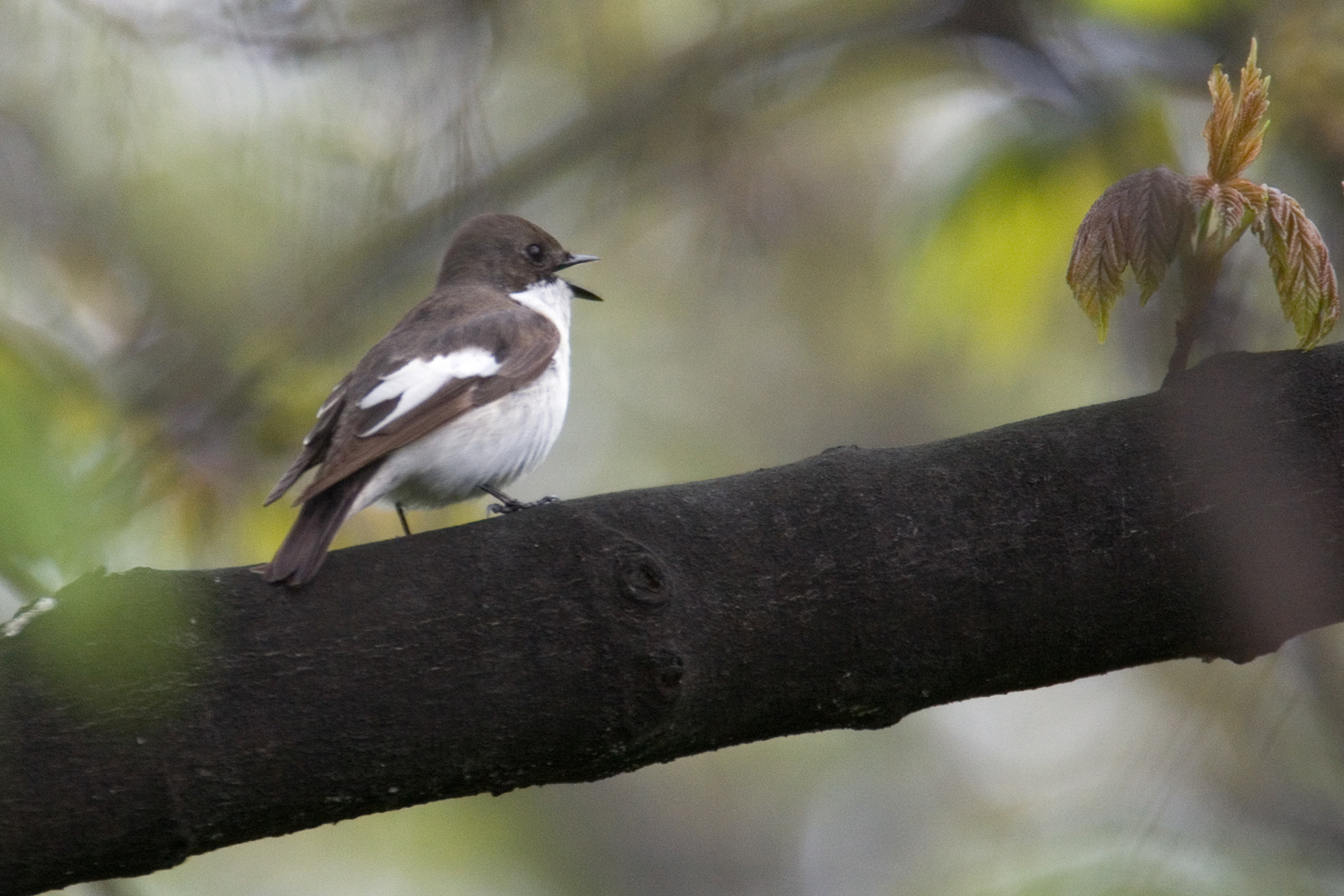 European pied flycatcher (Ficedula hypoleuca) — Łódź — Jerzy Strzelecki