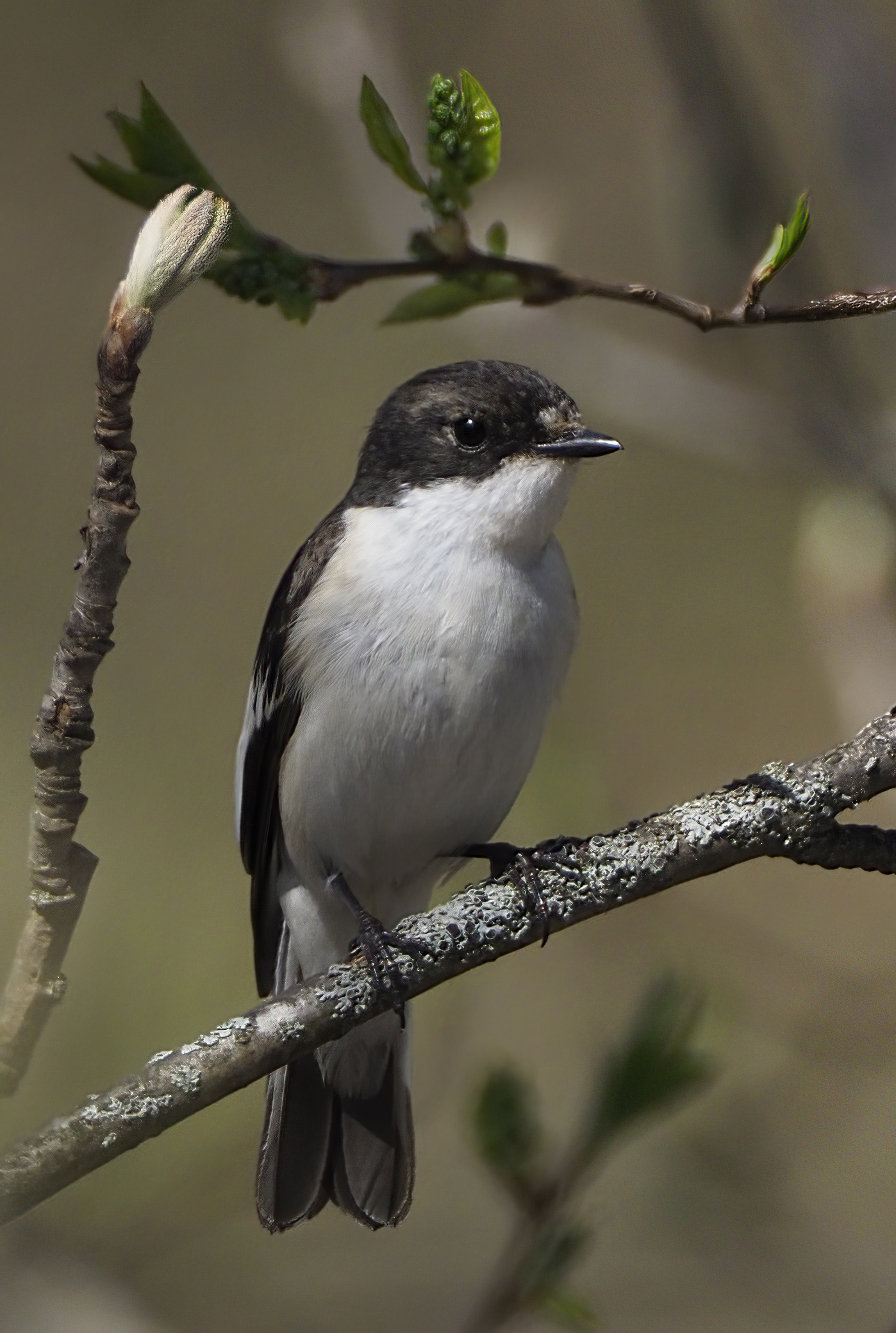 European pied flycatcher (Ficedula hypoleuca) — Oulu — Matti Virtala