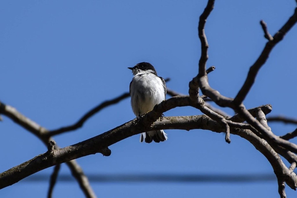 European pied flycatcher (Ficedula hypoleuca) — Borjomi-Kharagauli National Park — ზაური ხაჩიძე