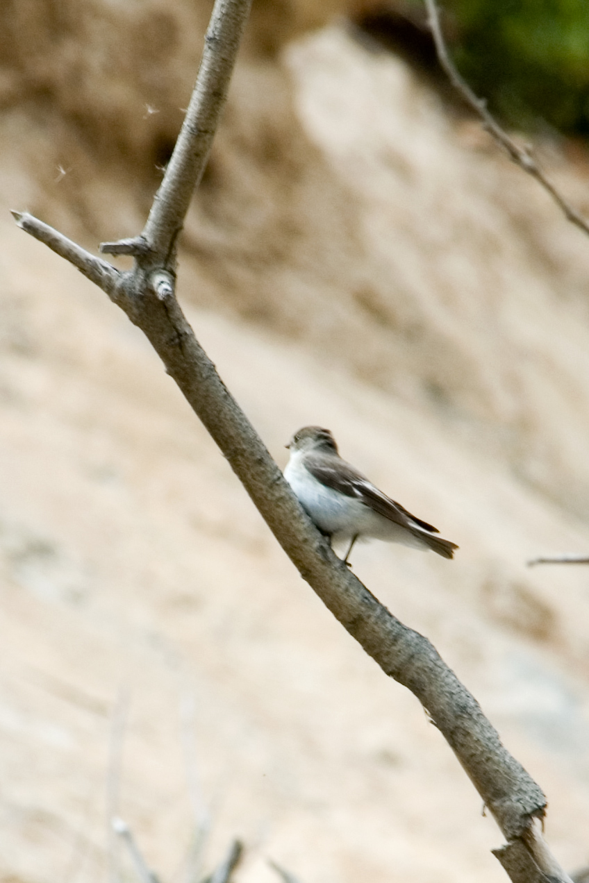 Semi-collared flycatcher (Ficedula semitorquata) Breeding migrant in Georgia