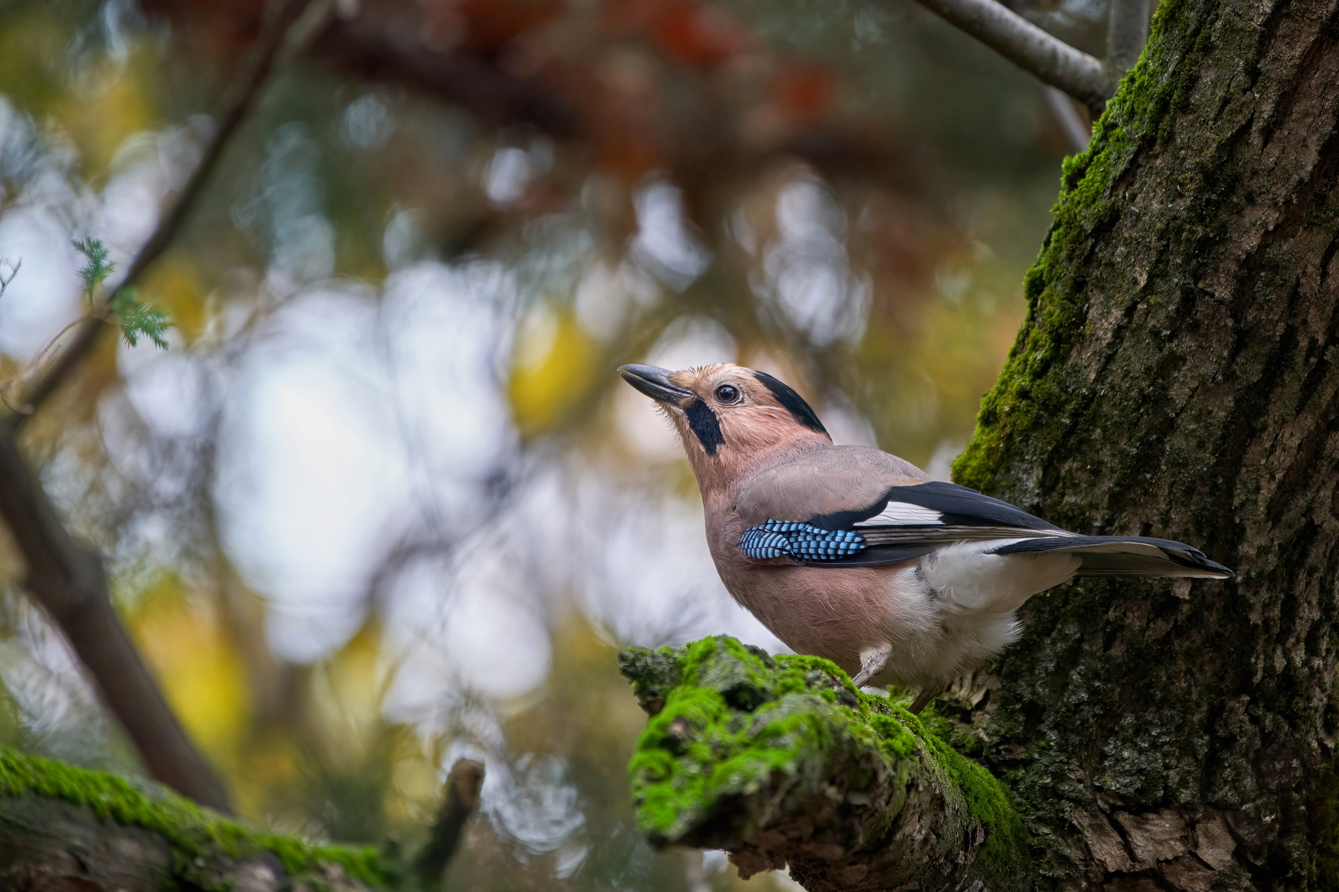 ჩხიკვი (Garrulus glandarius) — ერევანი — Andrey Gulivanov
