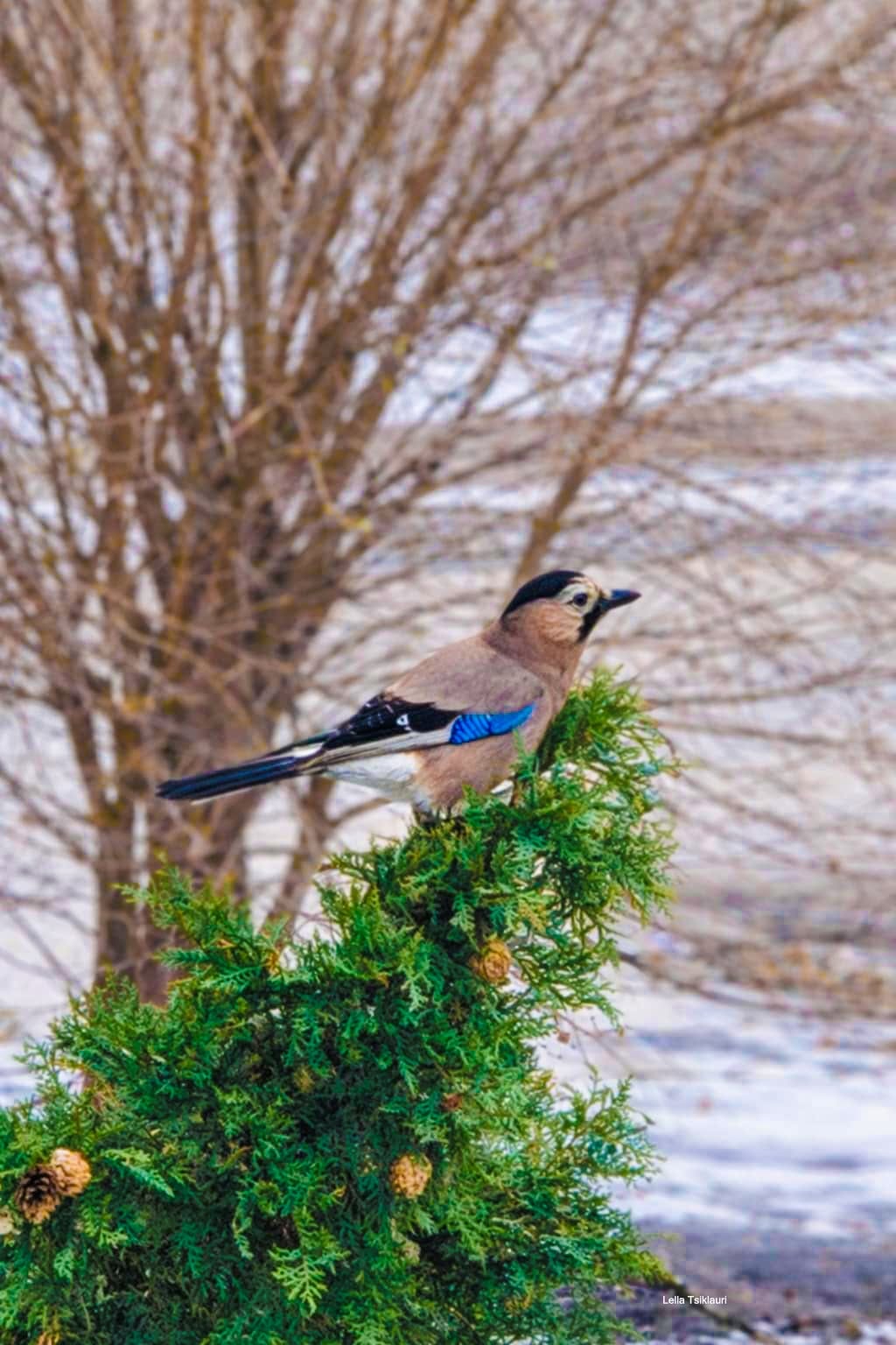 Сойка (Garrulus glandarius) — Круглогодичный резидент в Грузии — ლელა წიკლაური