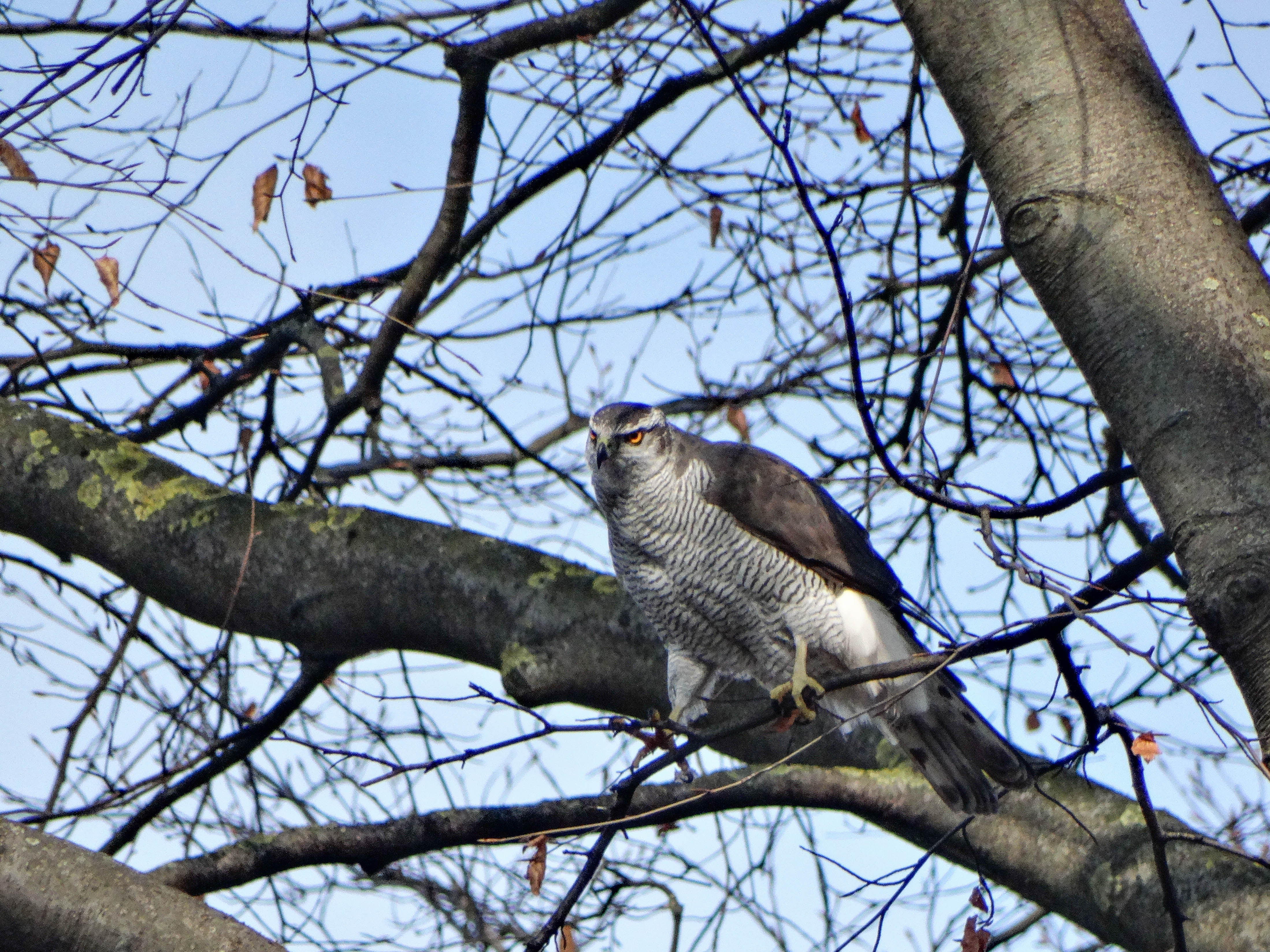 ქორი (Accipiter gentilis) — კრონვალდის პარკი, რიგა — Jevgenijs Slihto