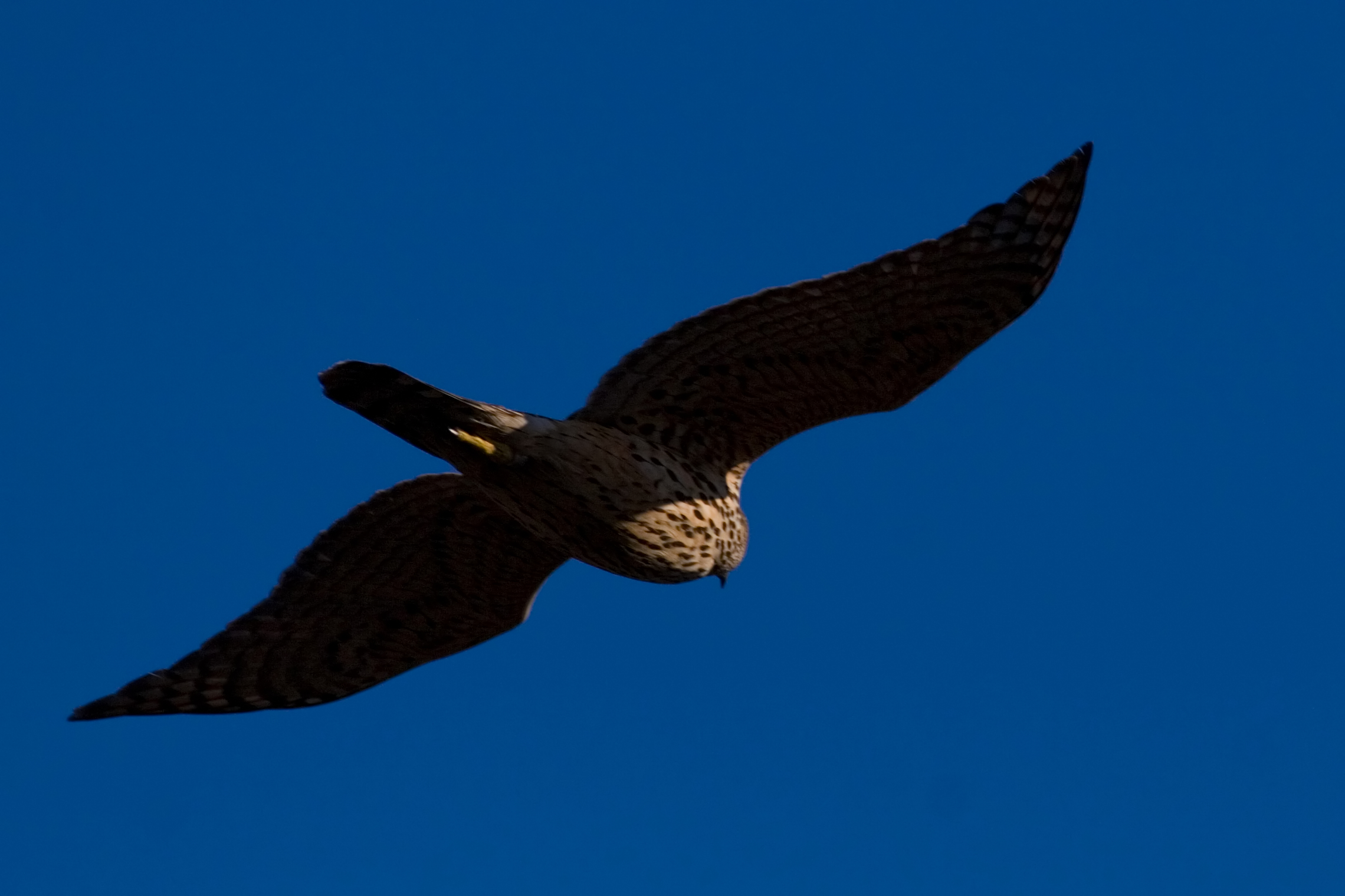 ქორი (Accipiter gentilis) — ვანჰანკაუპუნგინლაჰტი, ჰელსინკი — Thermos