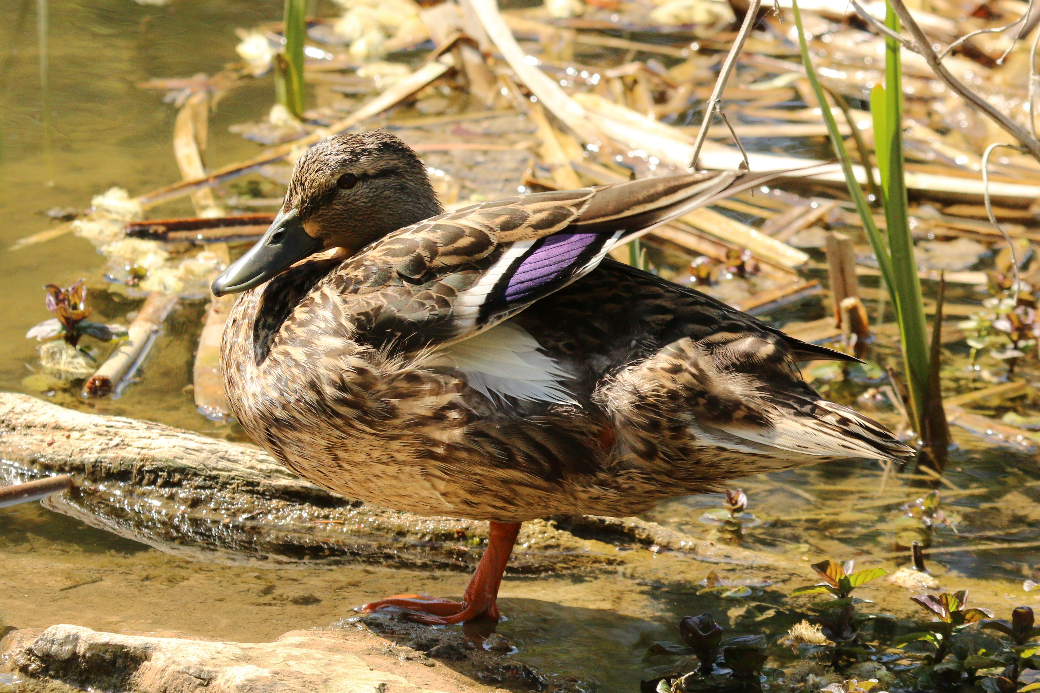 Mallard (Anas platyrhynchos) Year-round resident, migrant and winter visitor in Georgia