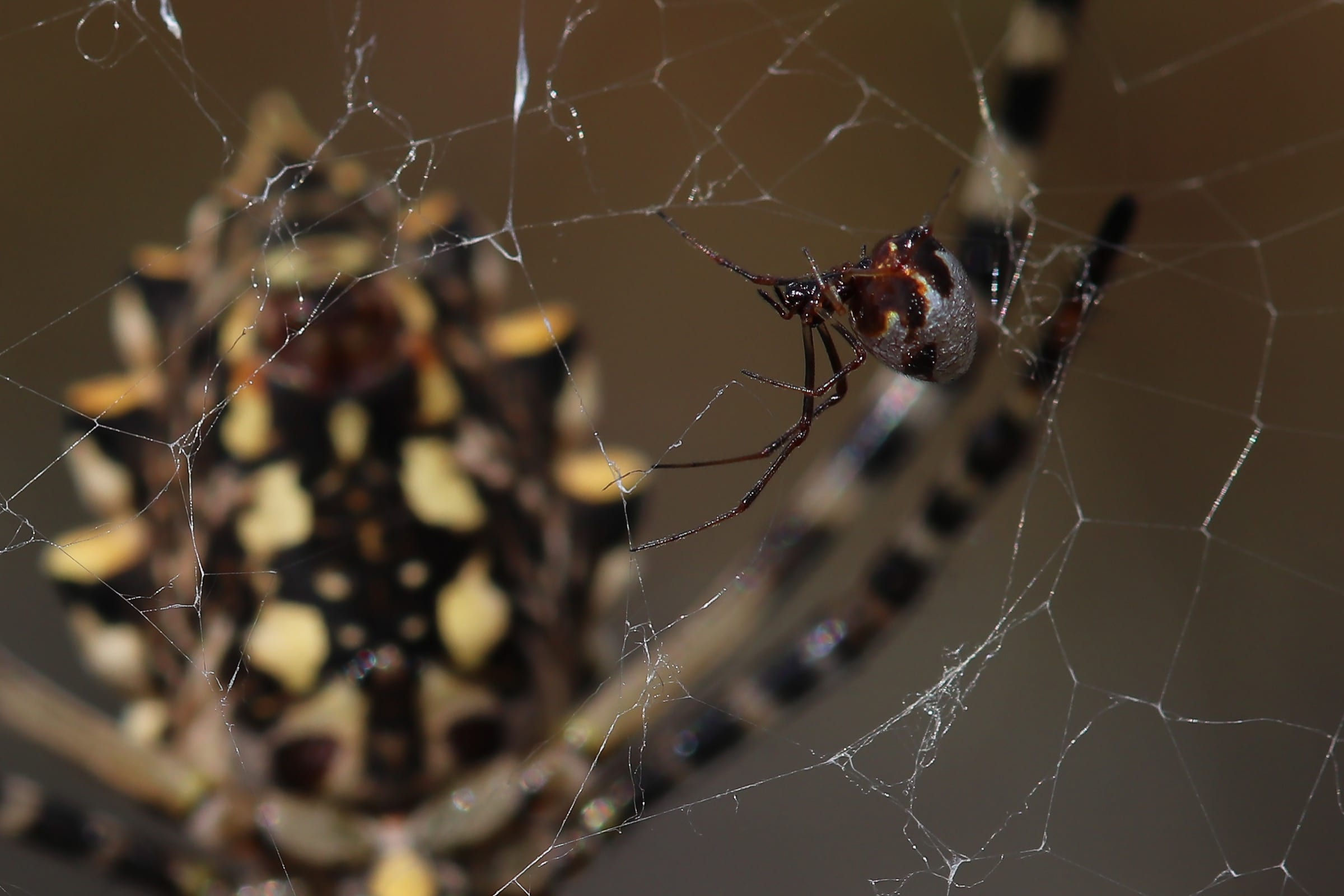 ლობებიანი არგიოპა (Argiope lobata) — ელბა, იტალია — Aenea289