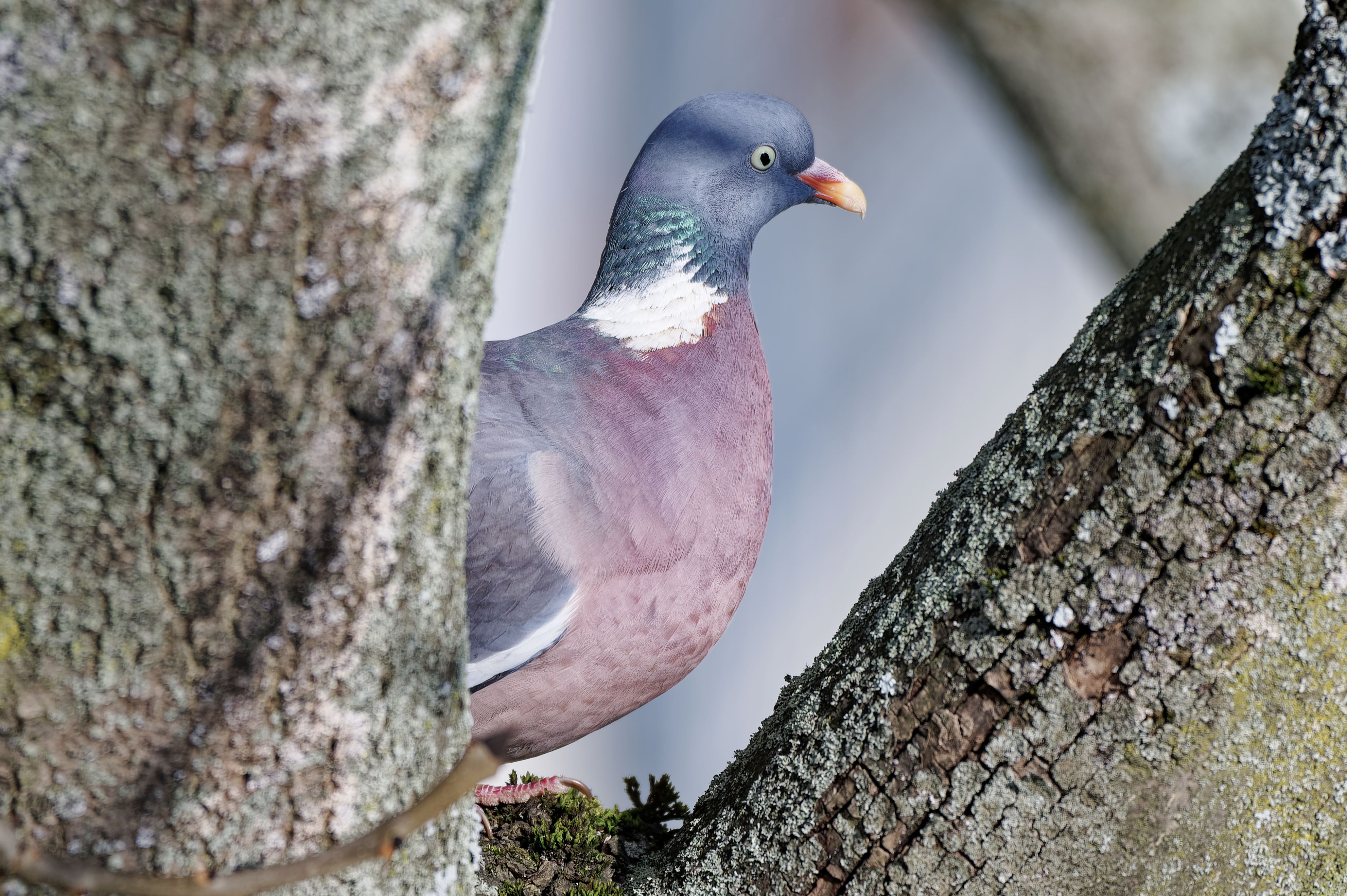 ქედანი (Columba palumbus) — კრაკოვი — Jakub Hałun