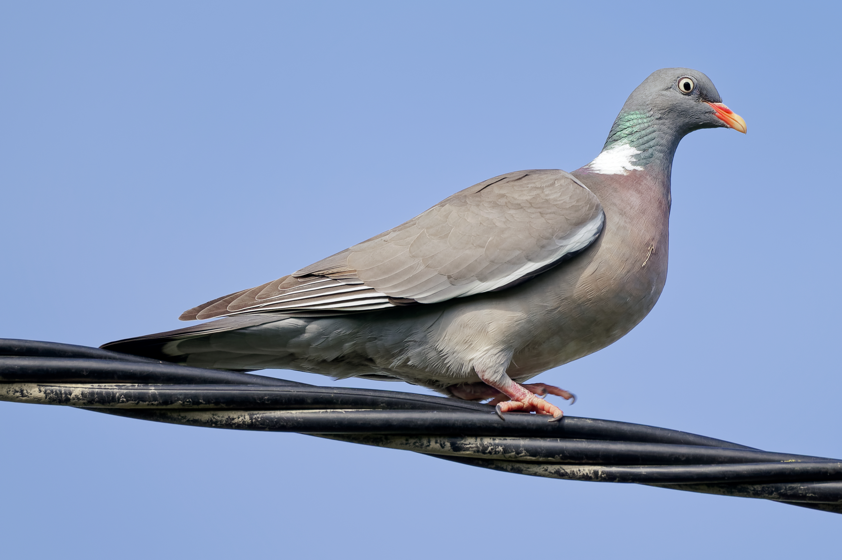 ქედანი (Columba palumbus) — ჟუხუვი, პოლონეთი — Jakub Hałun