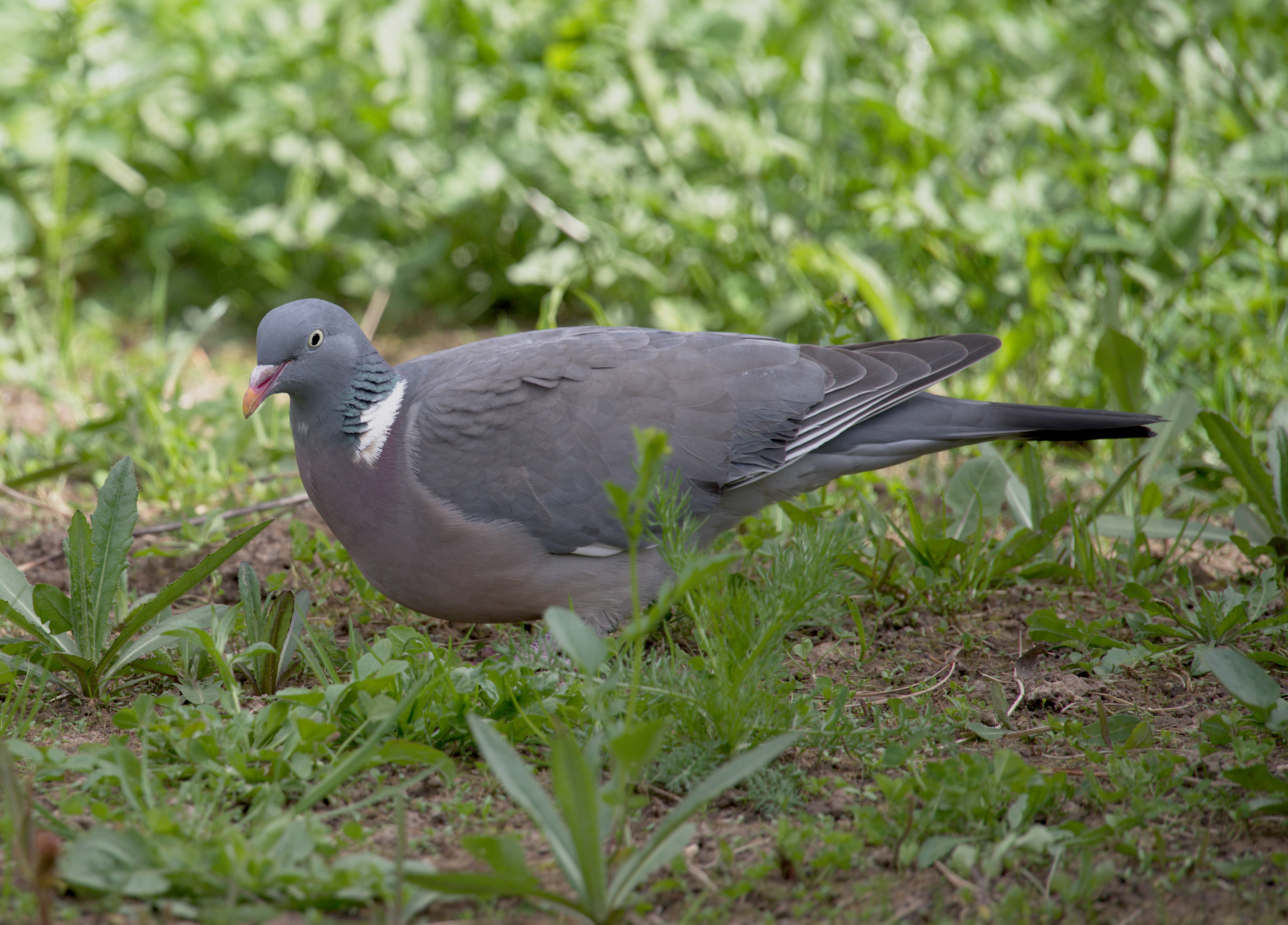 ქედანი (Columba palumbus) — იახრომა, მოსკოვის ოლქი — Alexey V. Kurochkin