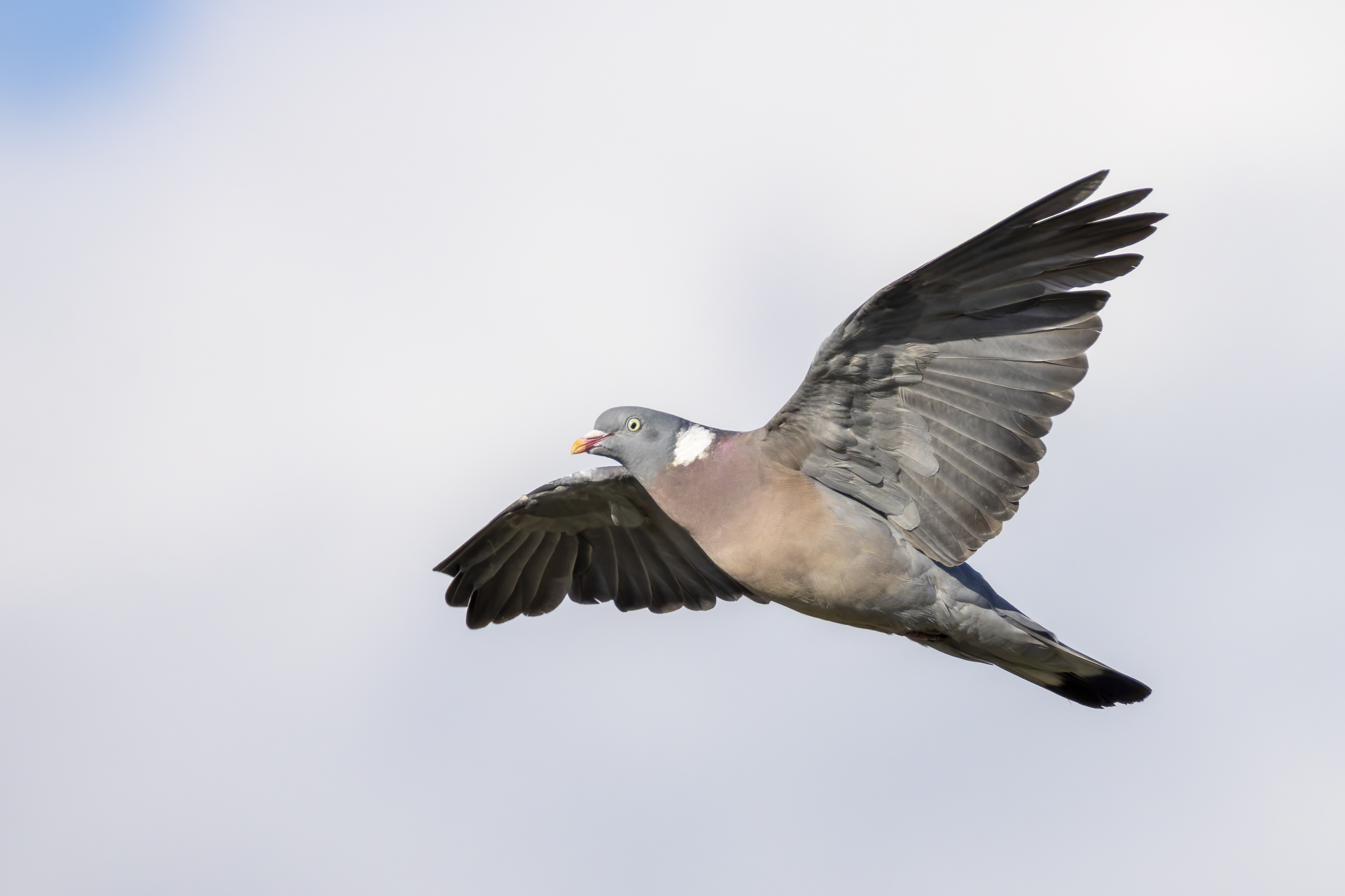 ქედანი (Columba palumbus) — იველინი — Alexis Lours