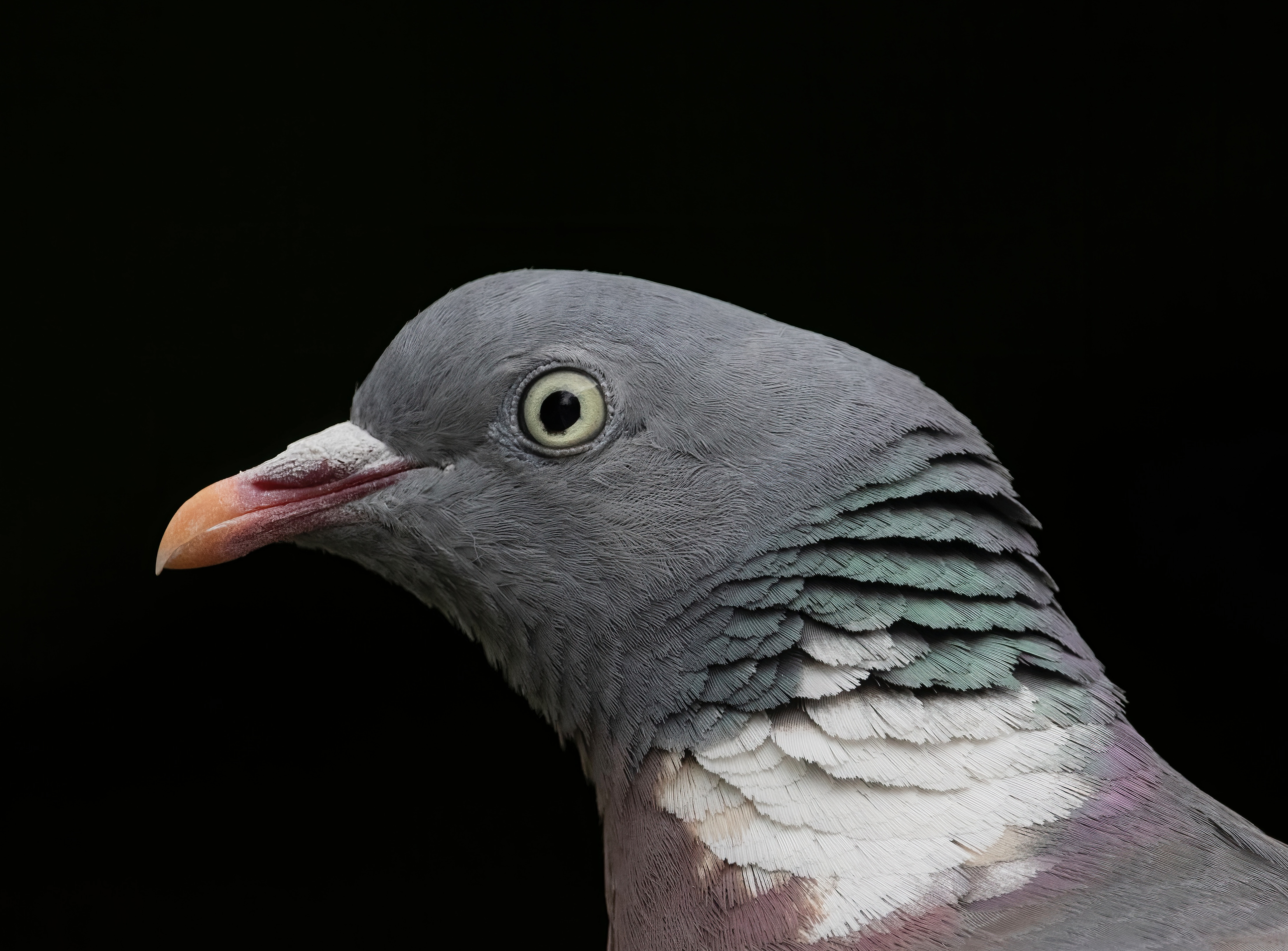 แฅแแแแแ (Columba palumbus) โ แคแ แแแแแแแแแ, แแแ-แโแฃแแแ โ Alexis Lours
