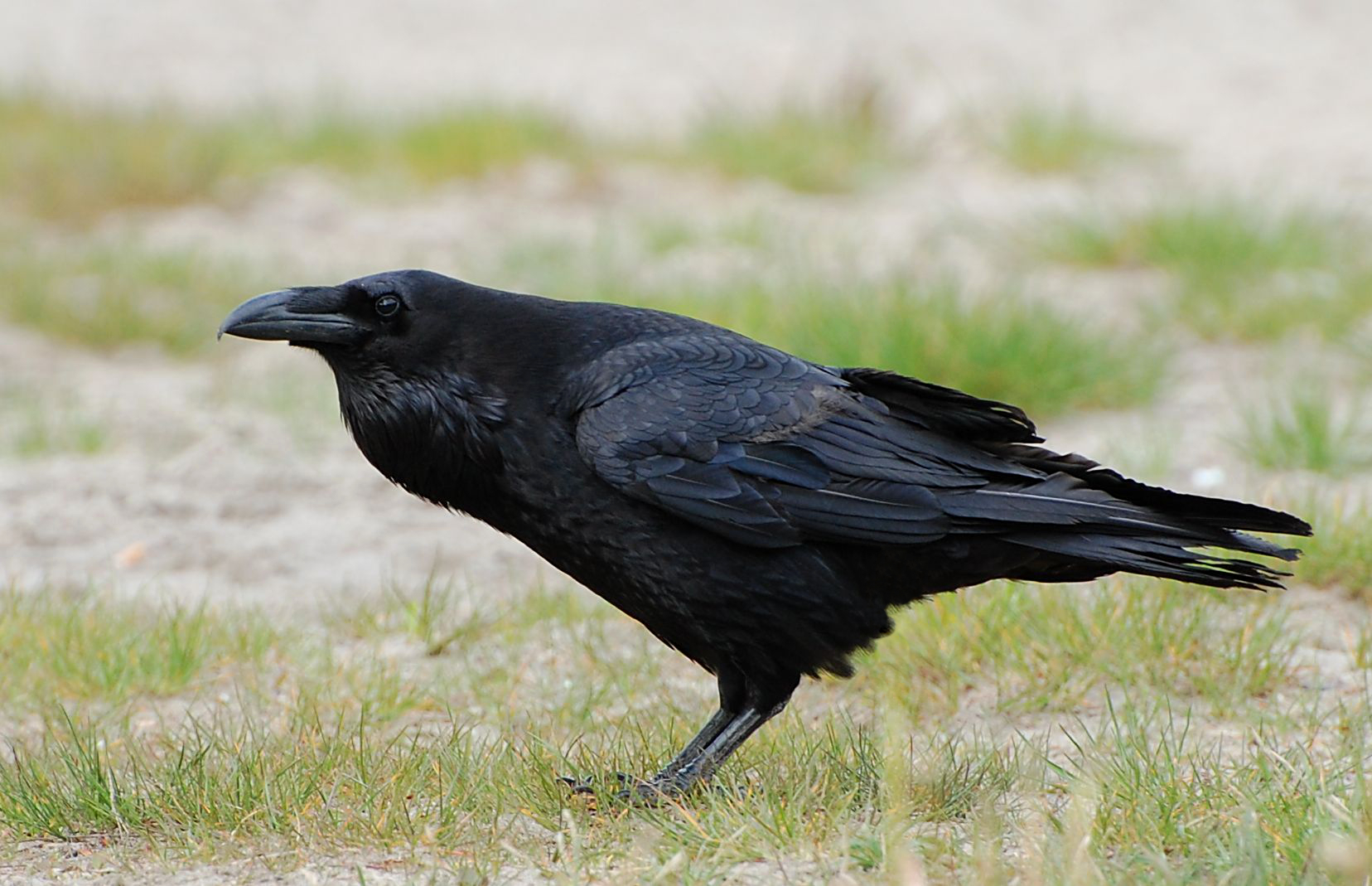 Northern raven (Corvus corax) — Berlin — R. Altenkamp