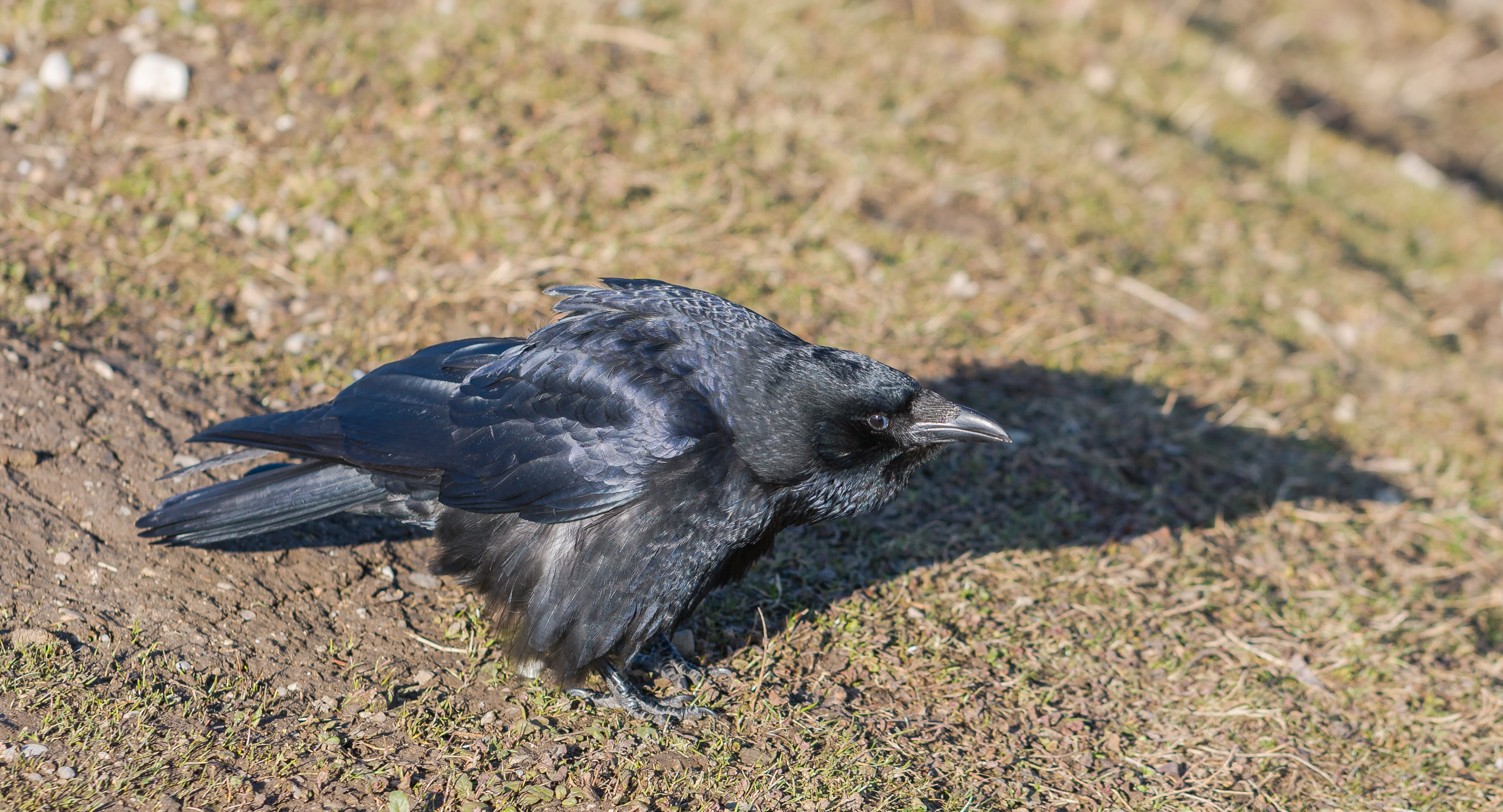 Northern raven (Corvus corax) — Nymphenburg Palace, Munich — Diego Delso