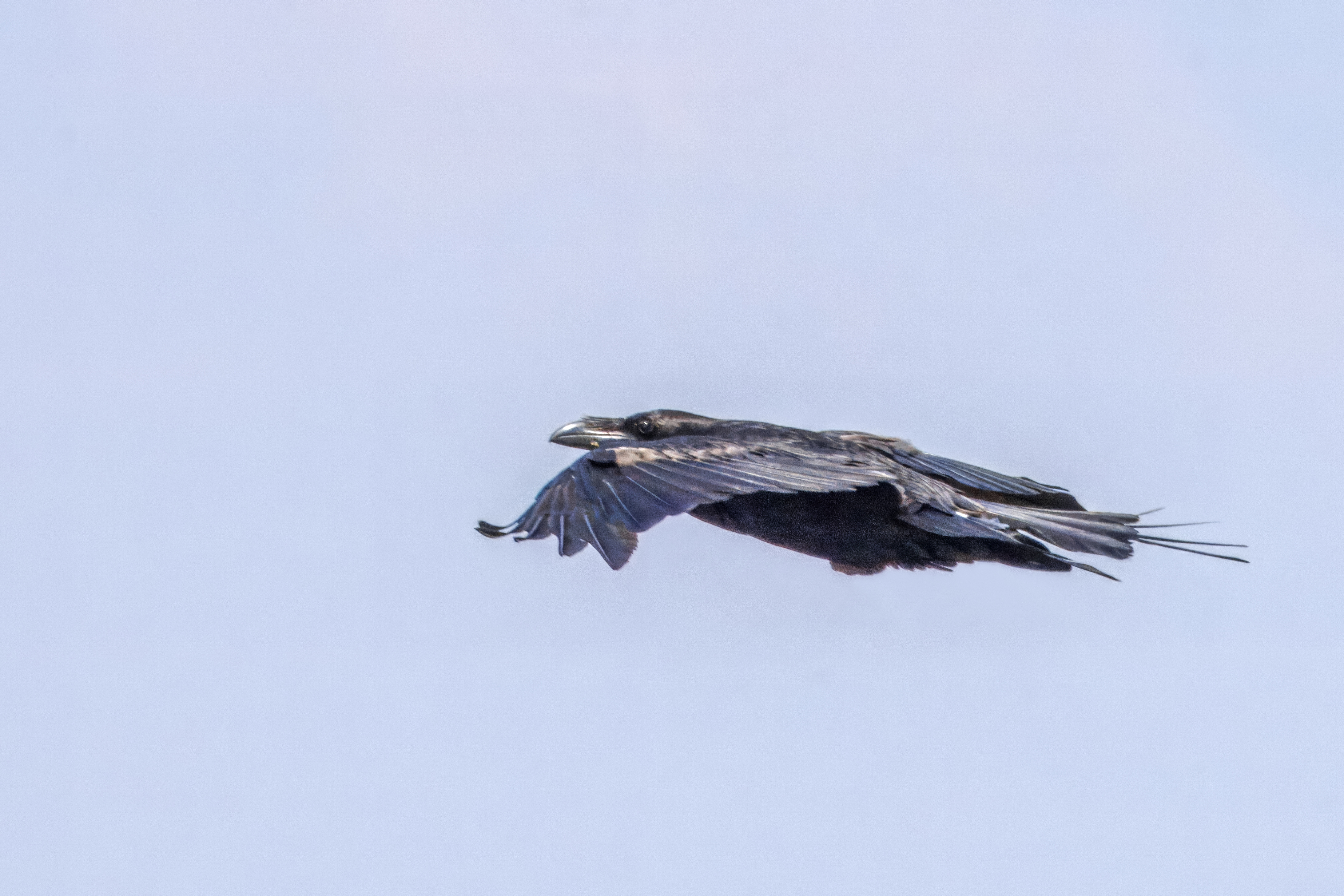 ყორანი (Corvus corax) მთელი წლის რეზიდენტი საქართველოში
