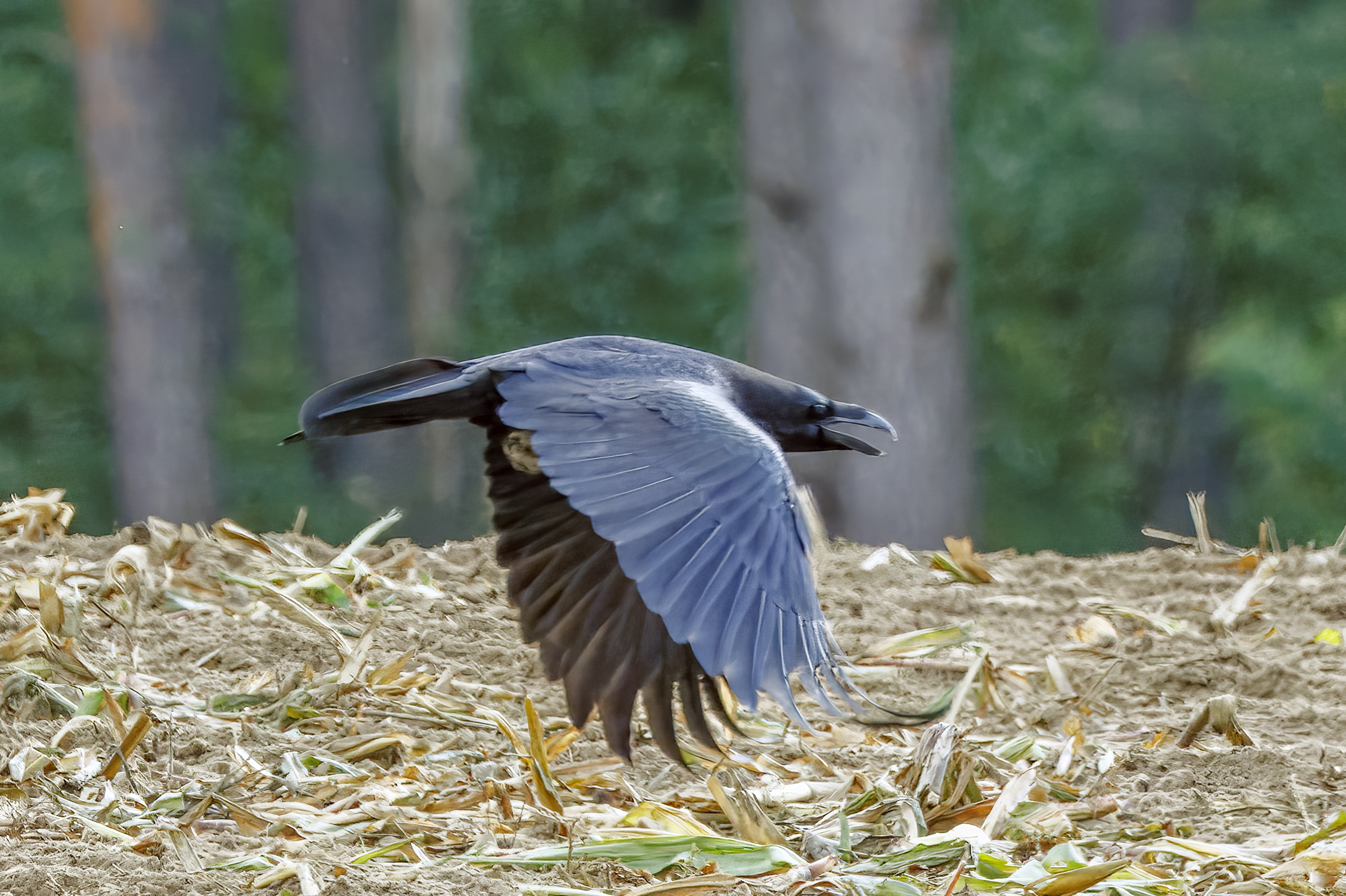 Northern raven (Corvus corax) — Uckermark Nature Park, Germany — Charles J. Sharp