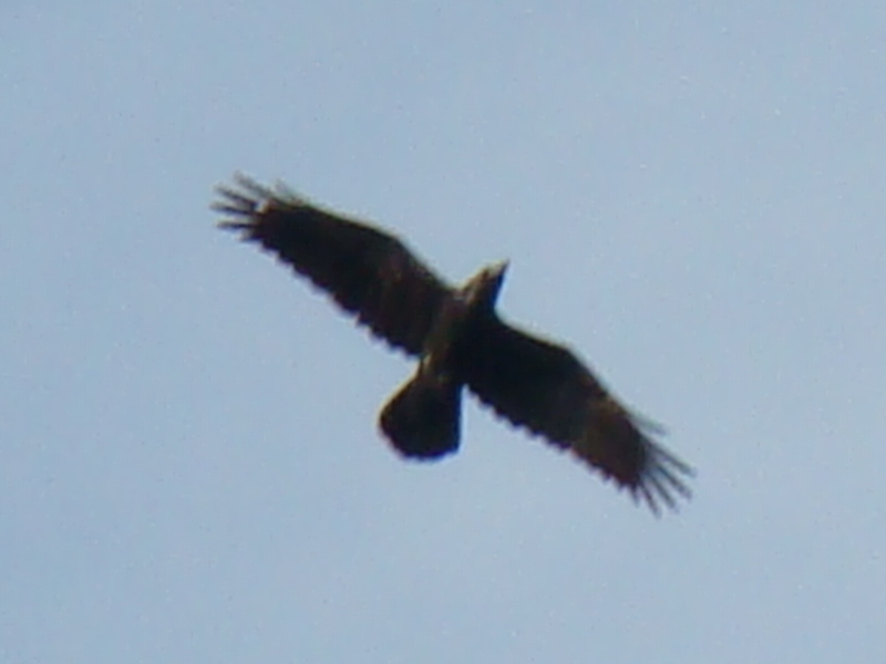 Northern raven (Corvus corax) — Novaraistis Nature Reserve, Lithuania — Mindaugas Urbonas