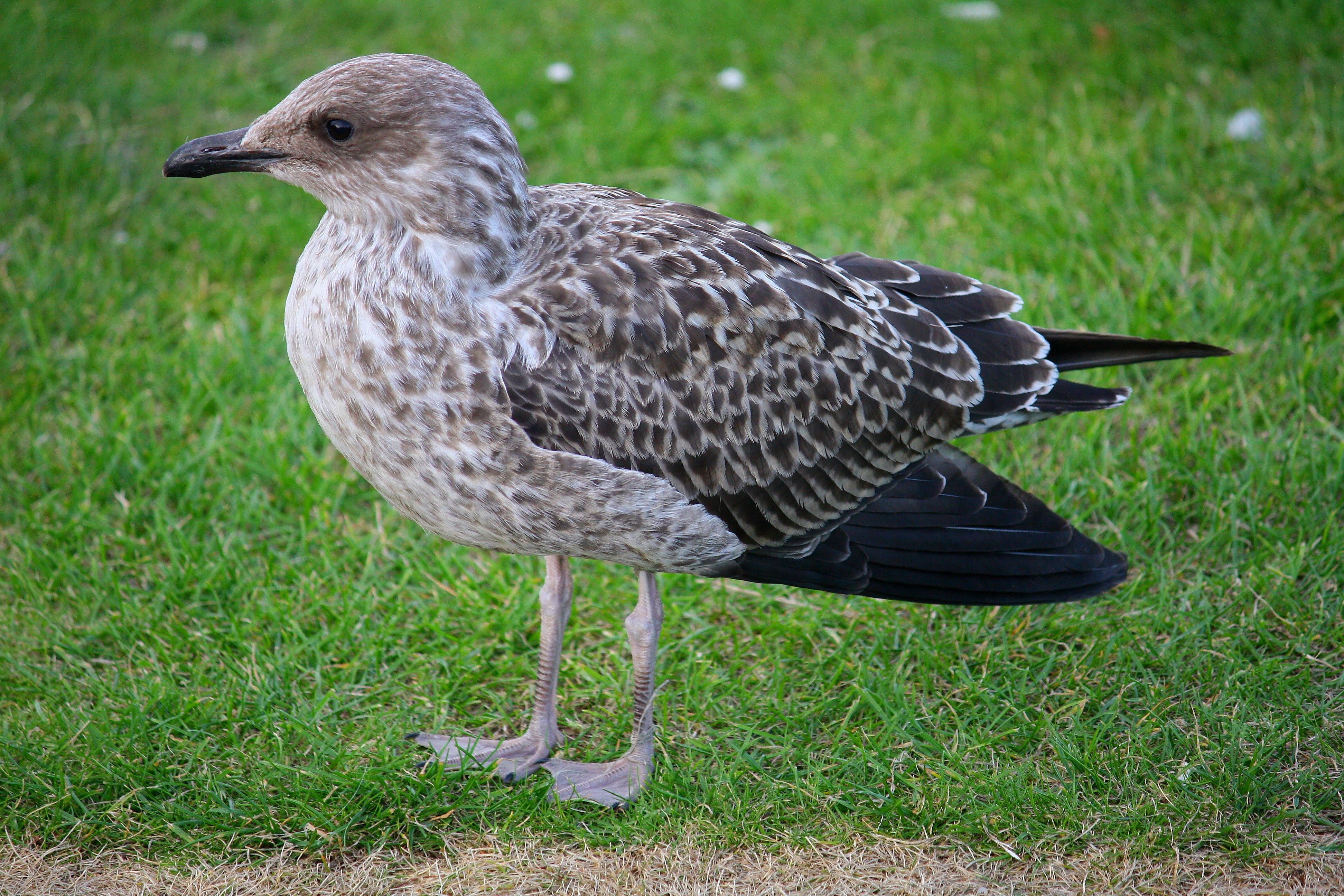 Küçük kara sırtlı martı (Larus fuscus) — Burntisland — Bardrock