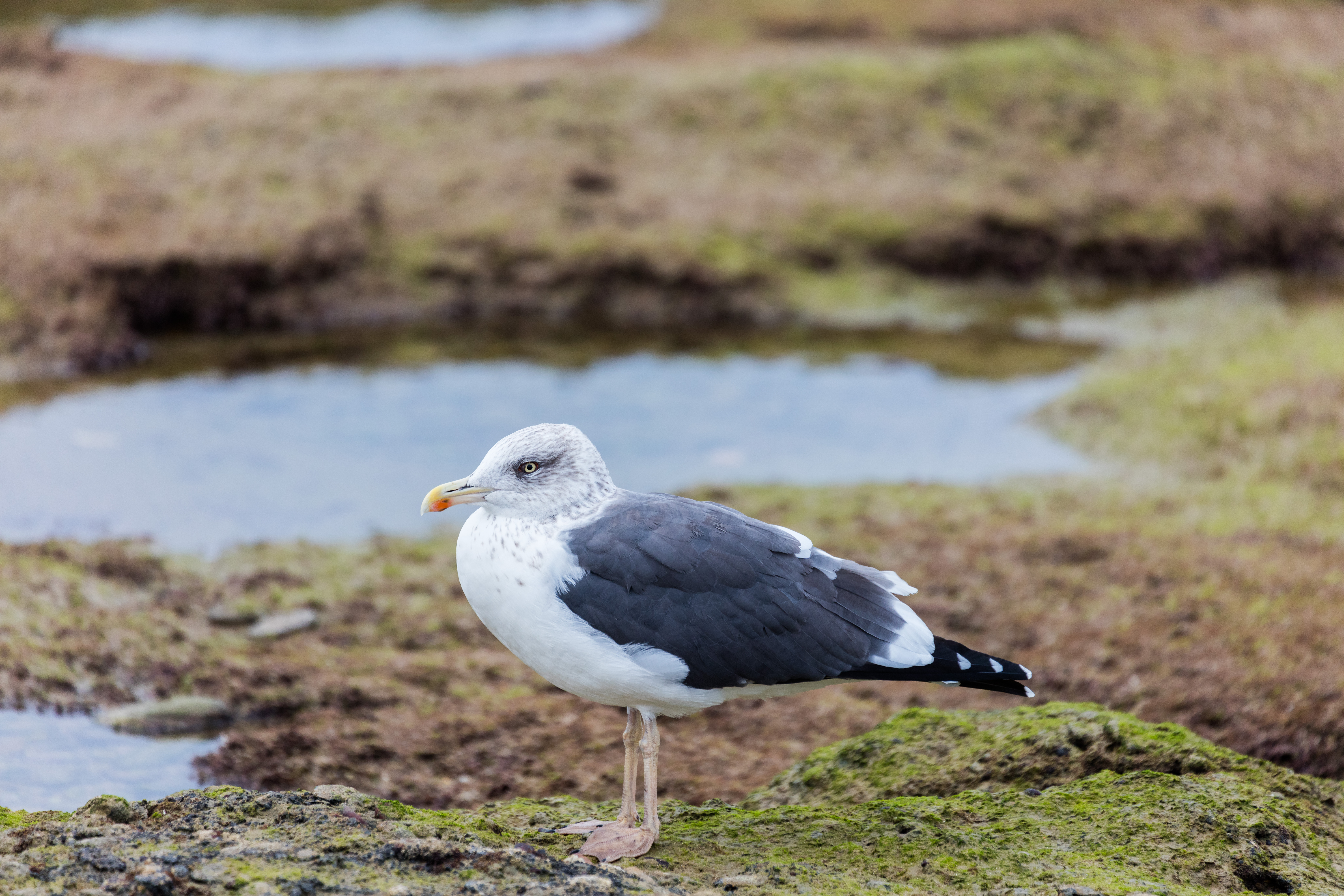 Küçük kara sırtlı martı (Larus fuscus) — Cádiz — Diego Delso