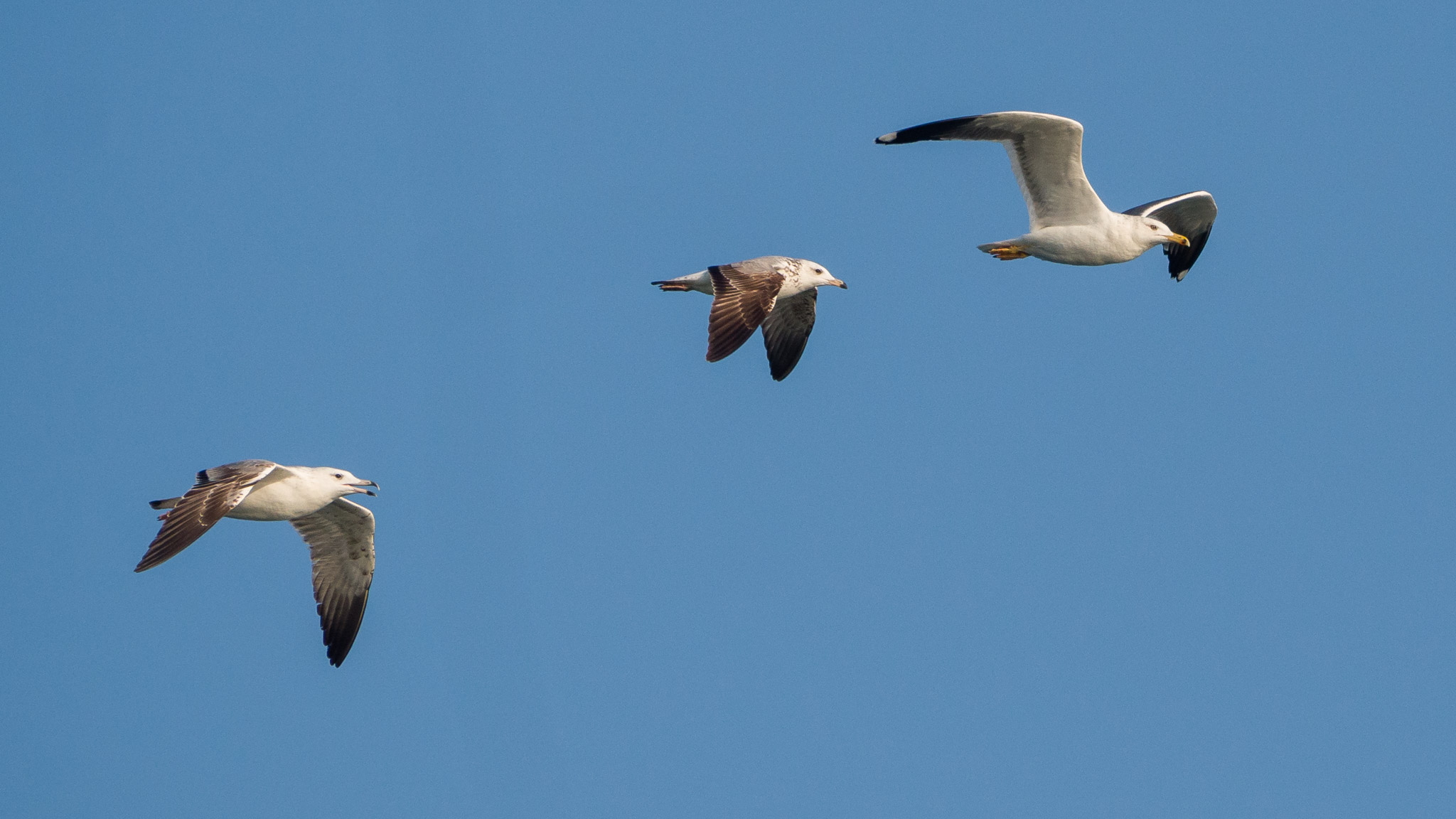 Küçük kara sırtlı martı (Larus fuscus) — Gürcistan’da geçiş göçmeni ve kış ziyaretçisi — Mike Prince