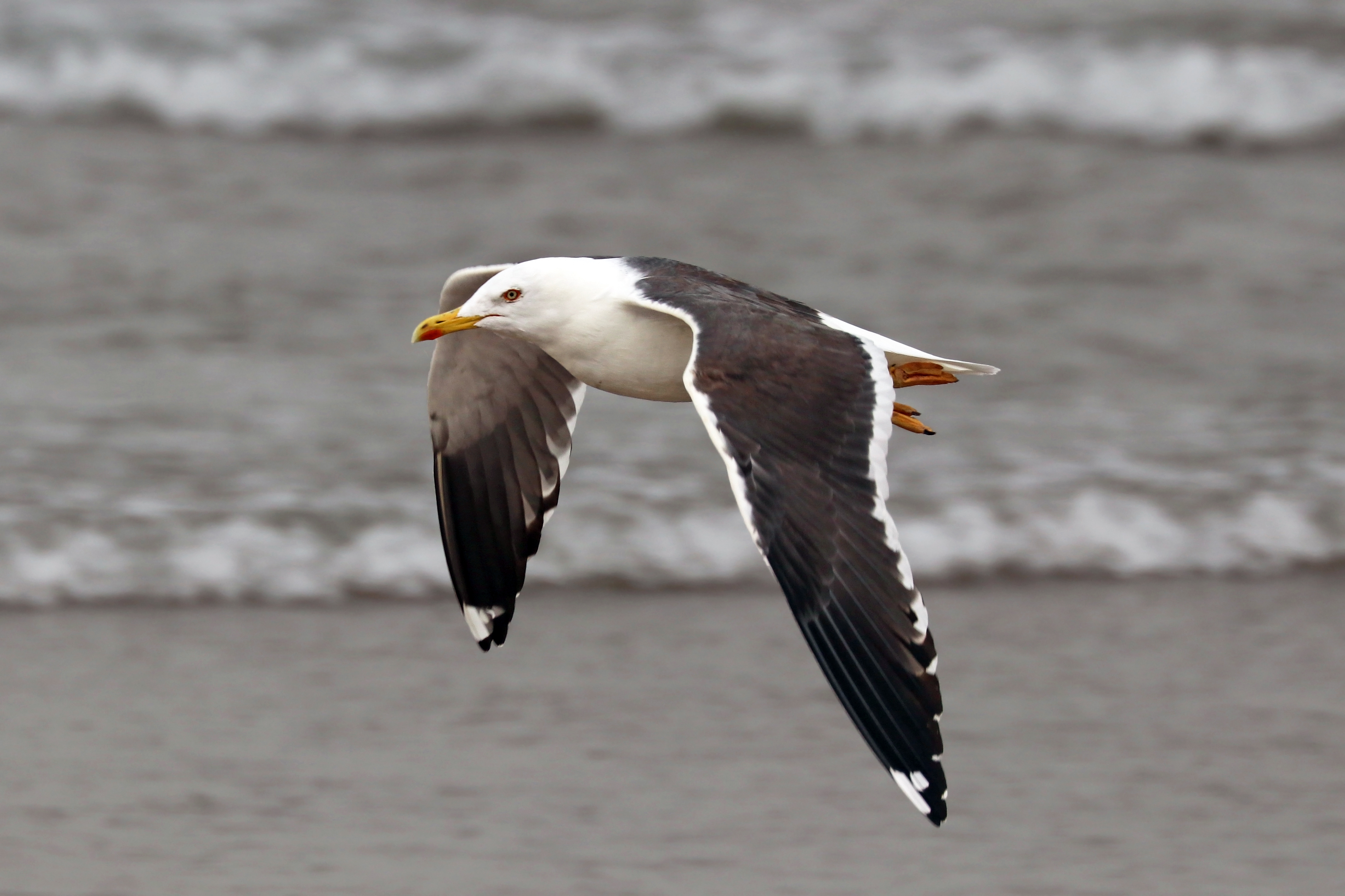 Küçük kara sırtlı martı (Larus fuscus) — Souss-Massa Milli Parkı — Charles J. Sharp