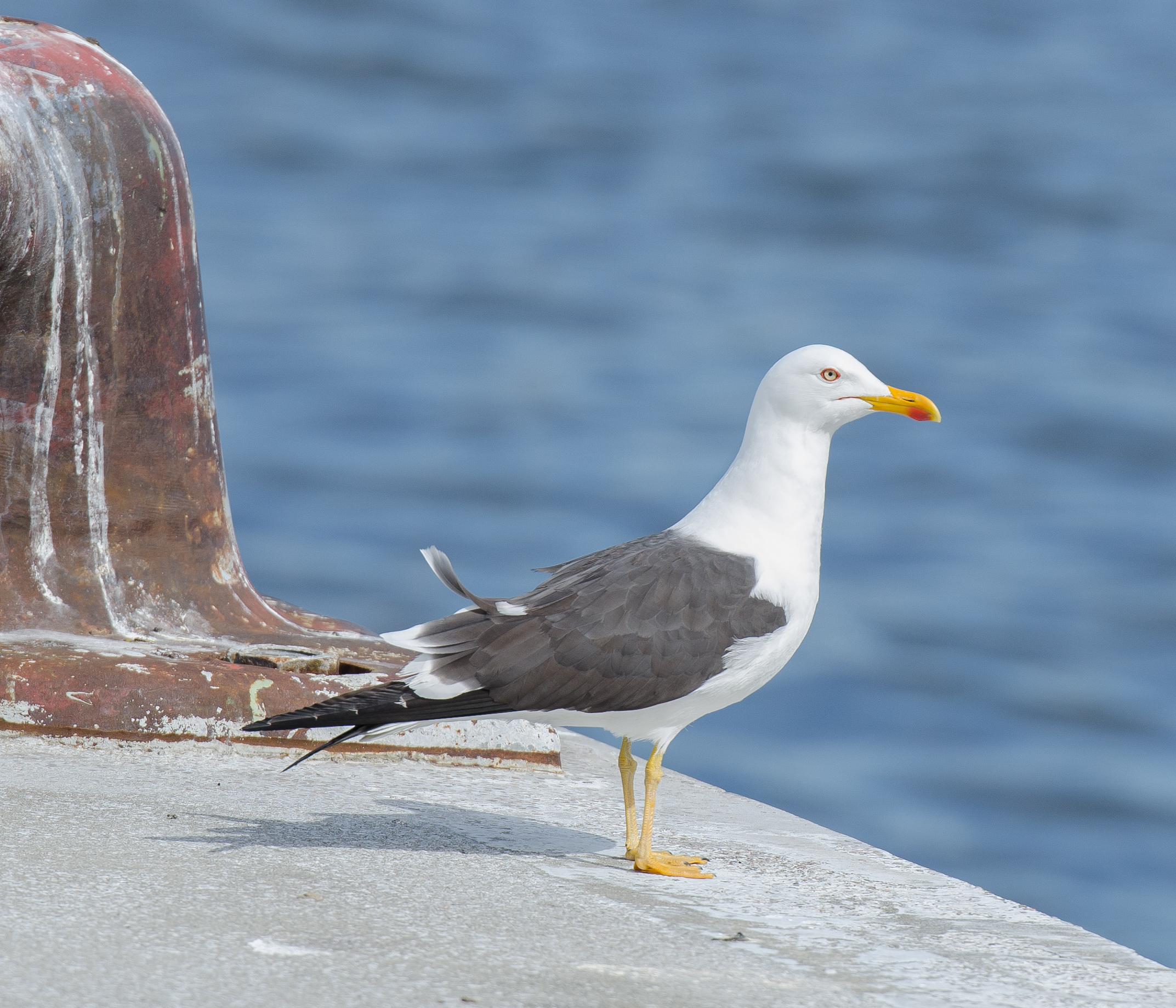 Küçük kara sırtlı martı (Larus fuscus) — Finnboda, Nacka — Arild Vågen