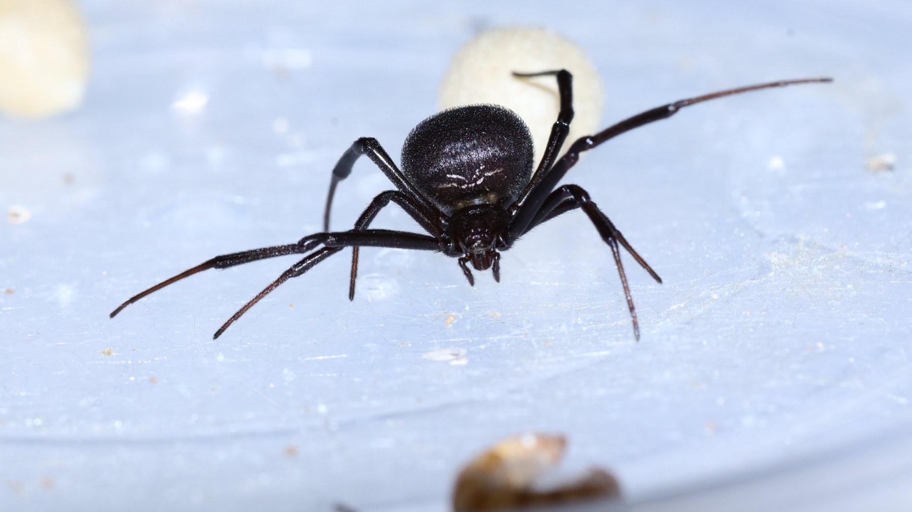 Mediterranean black widow (Latrodectus tredecimguttatus) — İzmir, Turkey — 0959kedi