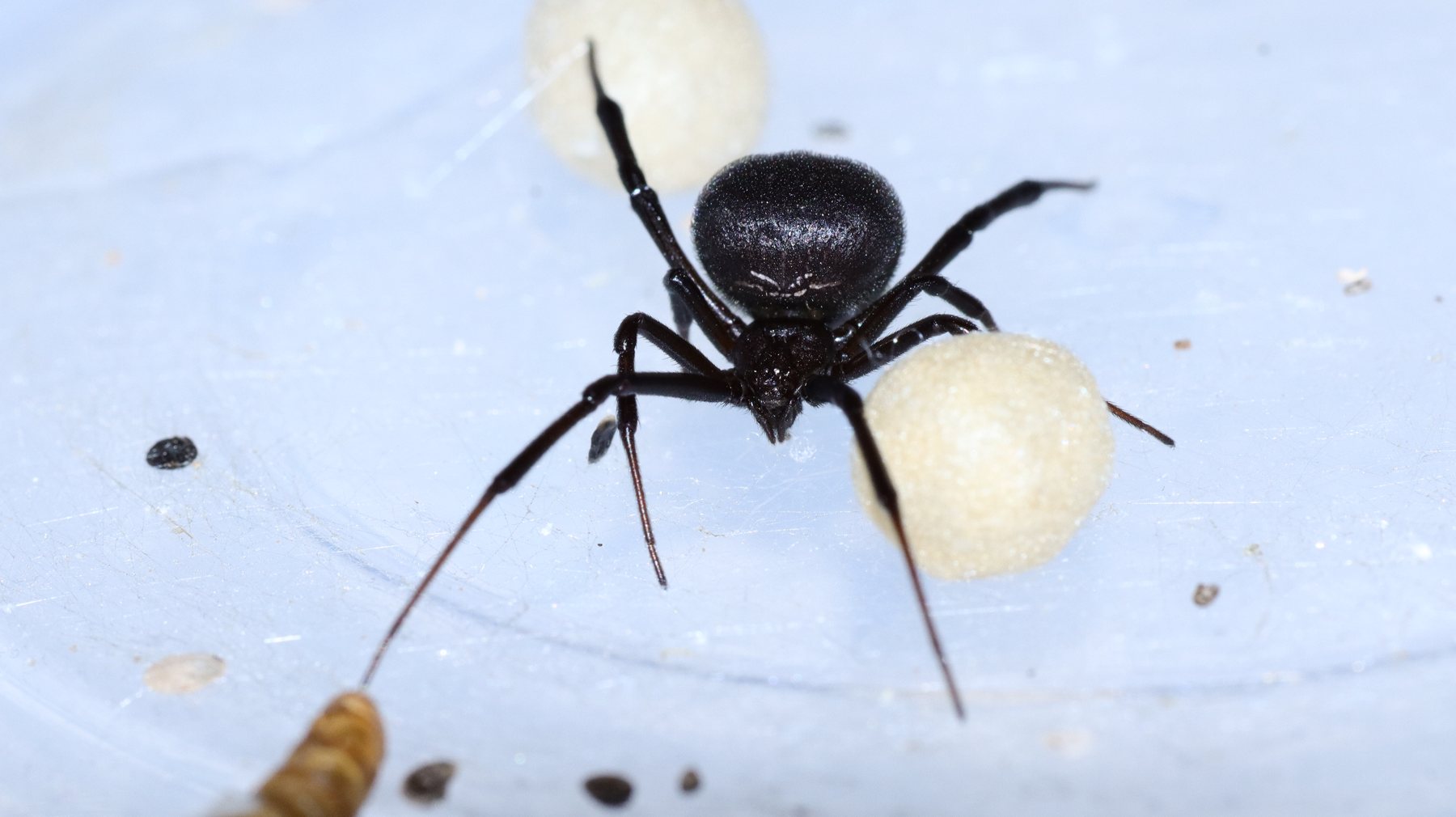 Mediterranean black widow (Latrodectus tredecimguttatus) — İzmir, Turkey — 0959kedi