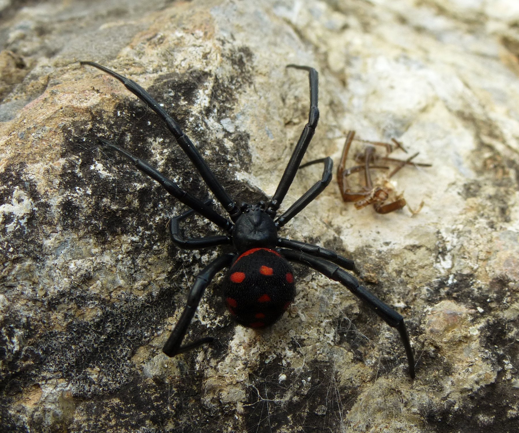 Mediterranean black widow (Latrodectus tredecimguttatus) — Corte, Corsica — Sphoo