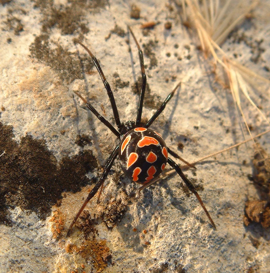 Mediterranean black widow (Latrodectus tredecimguttatus) — Croatia — K. Korlević