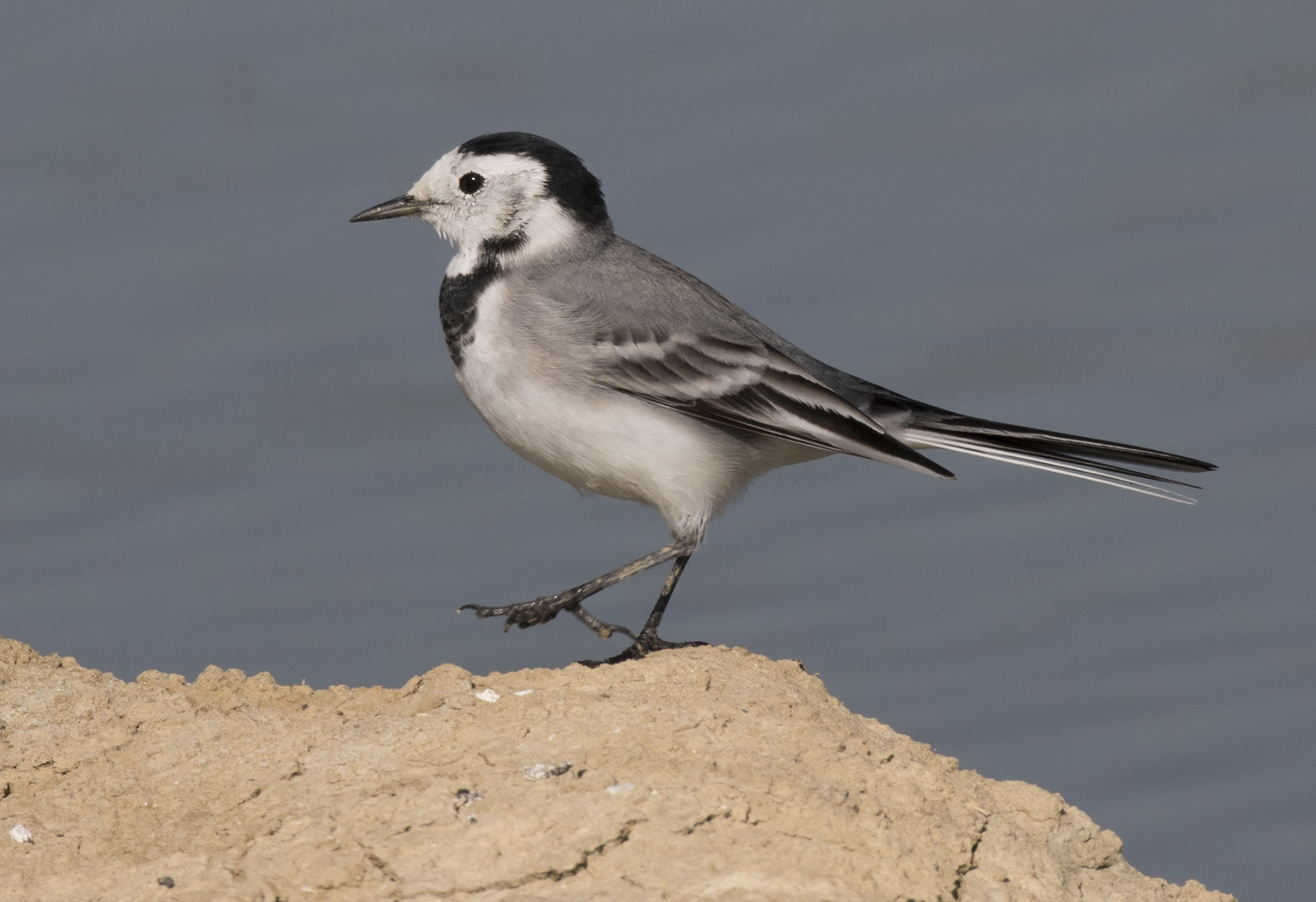 White wagtail (Motacilla alba) — Tuzla, Karataş, Adana — Zeynel Cebeci