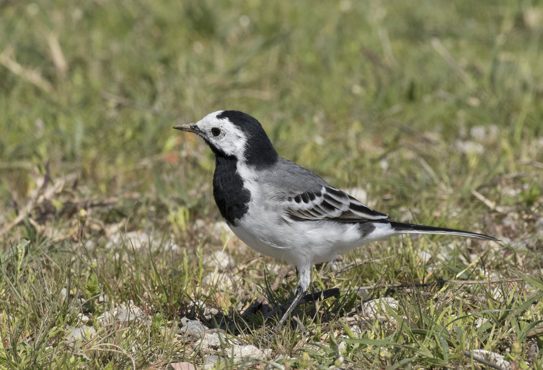 Ak kuyruksallayan (Motacilla alba) Gürcistan'da yıl boyu yerleşik
