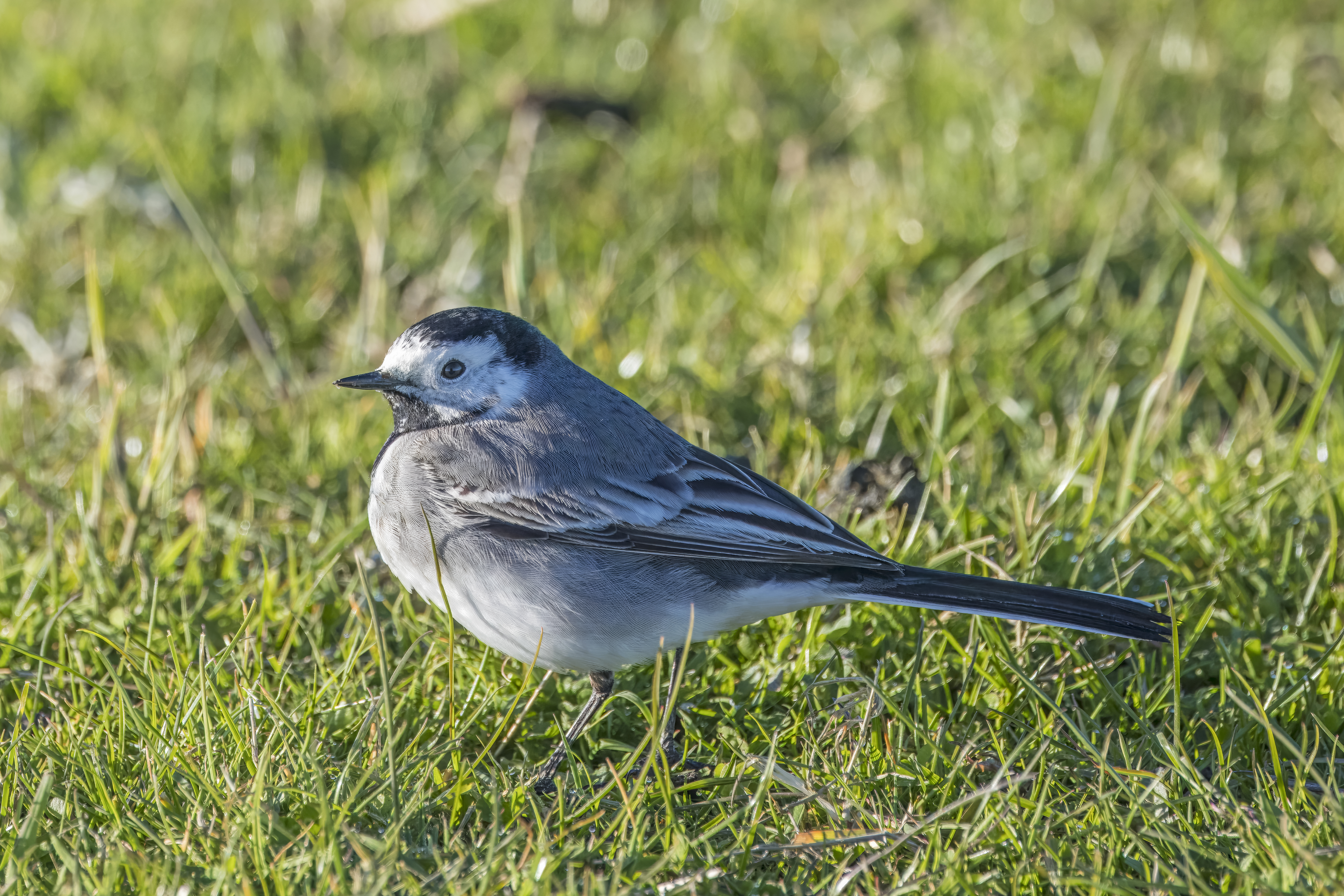 White wagtail (Motacilla alba) — Marken, Netherlands — Charles J. Sharp