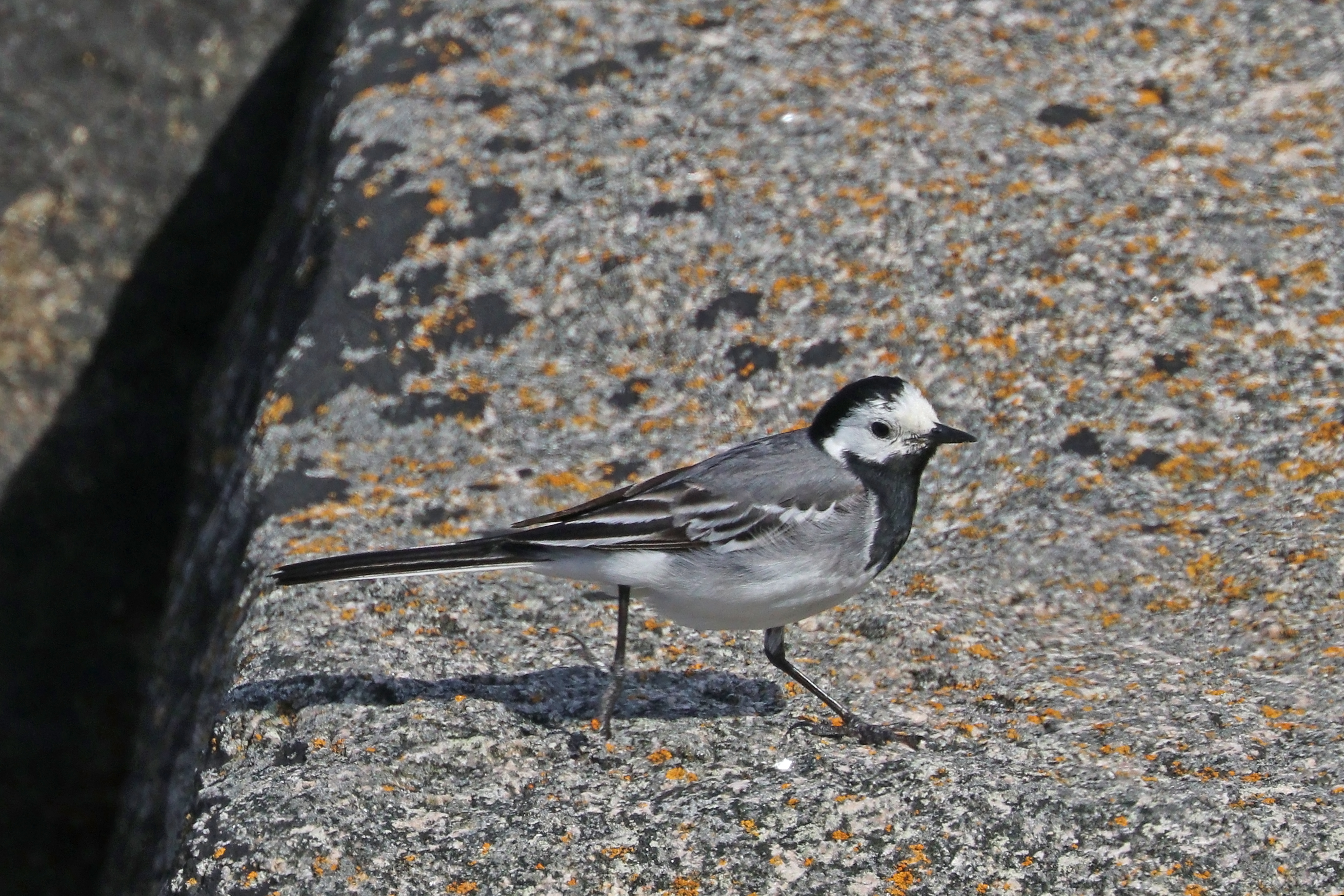 White wagtail (Motacilla alba) — Hållö, Västra Götaland, Sweden — Charles J. Sharp