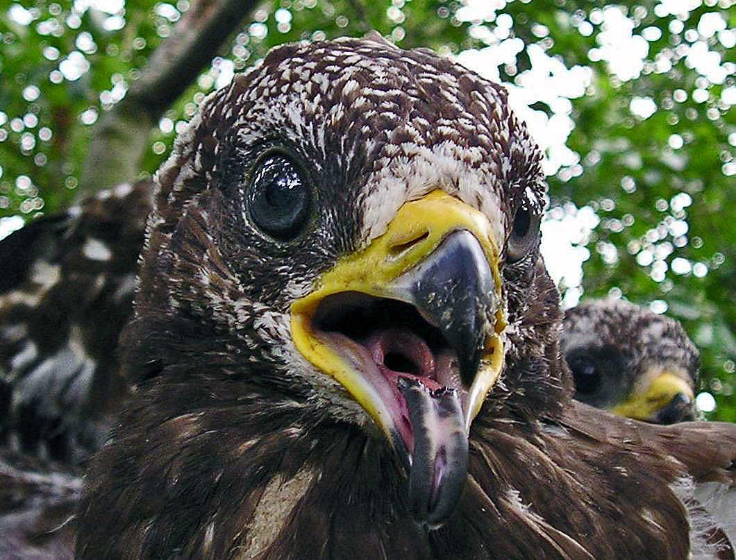Arı şahini (Pernis apivorus) — Gürcistan’da geçiş göçmeni — Robert Dietrich