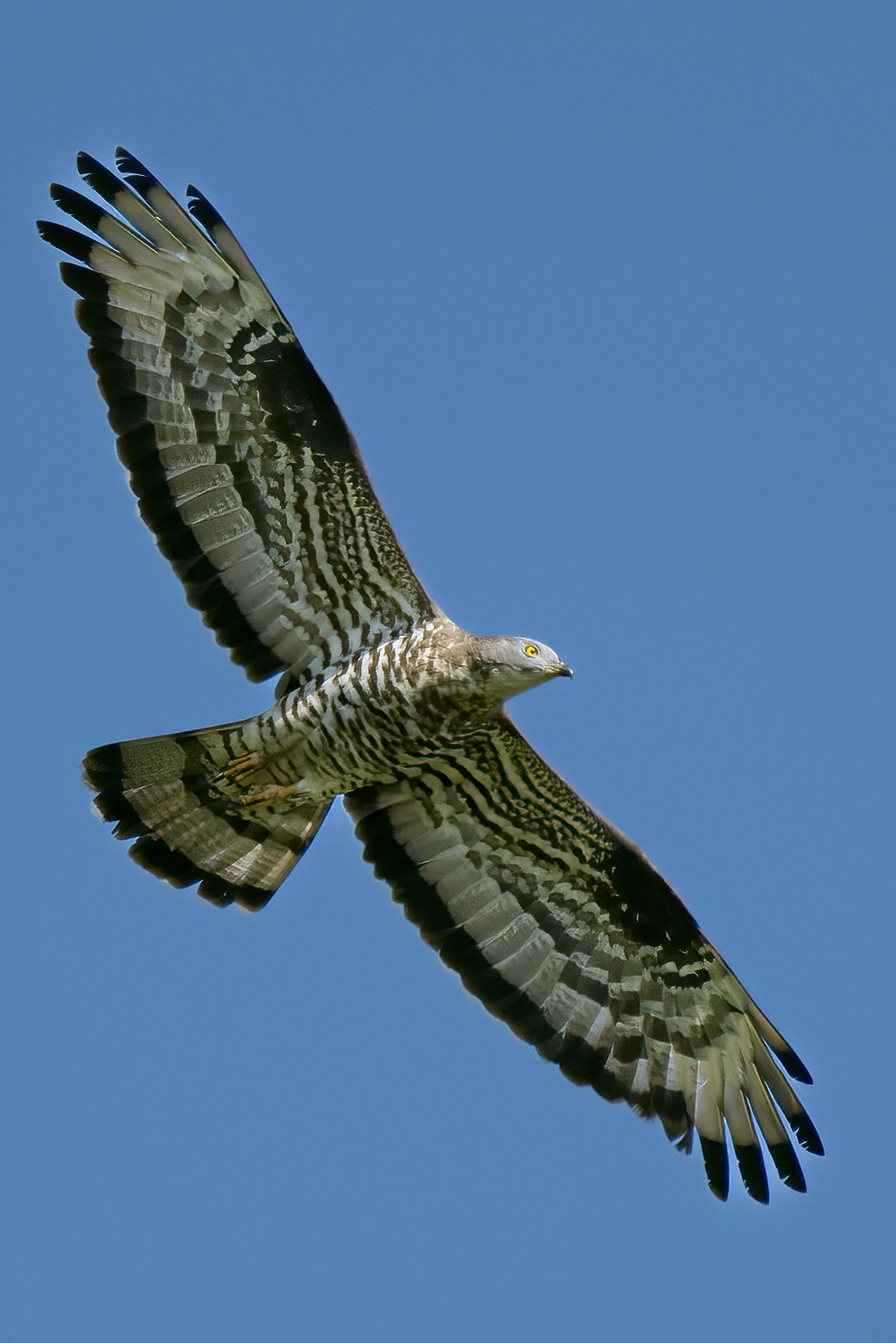 Arı şahini (Pernis apivorus) — Somme Körfezi, Fransa — François laheyne