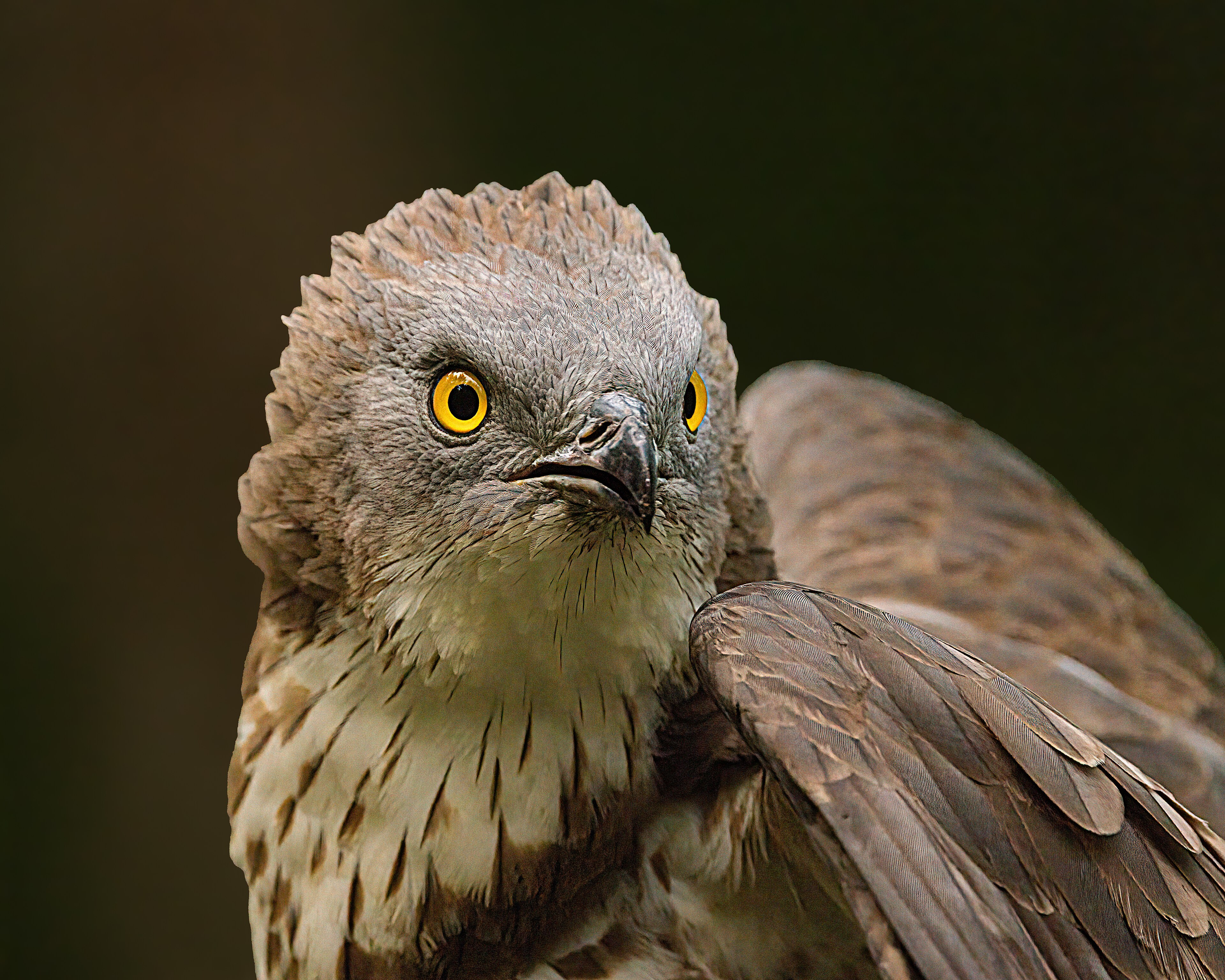Arı şahini (Pernis apivorus) — Gürcistan’da geçiş göçmeni — Andy Morffew