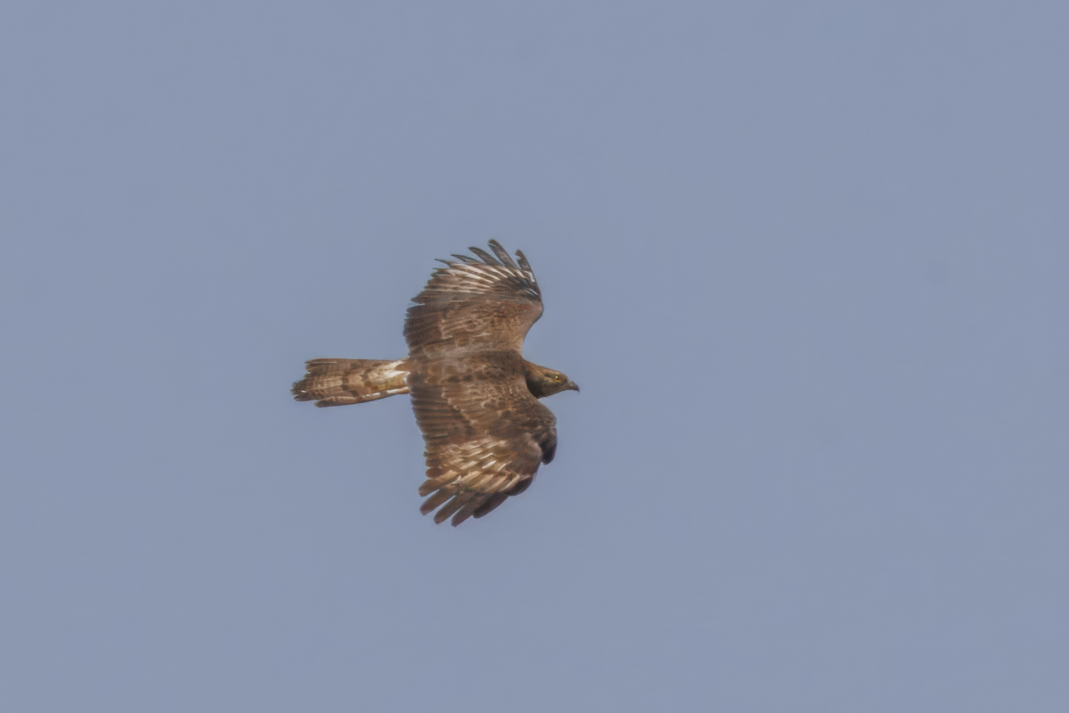 Arı şahini (Pernis apivorus) Gürcistan’da geçiş göçmeni