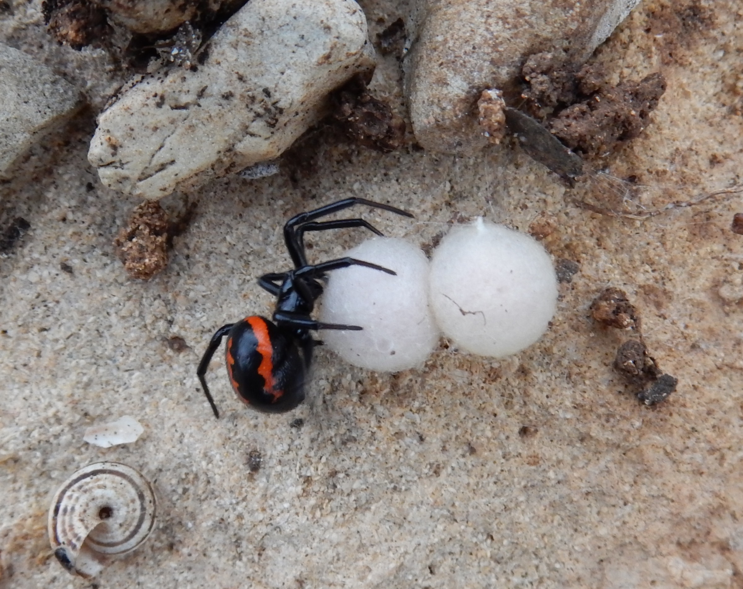 แชแ แฃ แงแแ แแงแฃแ แแ (Steatoda paykulliana) โ แ แแจ-แฐแแแแแ แ, แแกแ แแแแ โ DinaKuzia