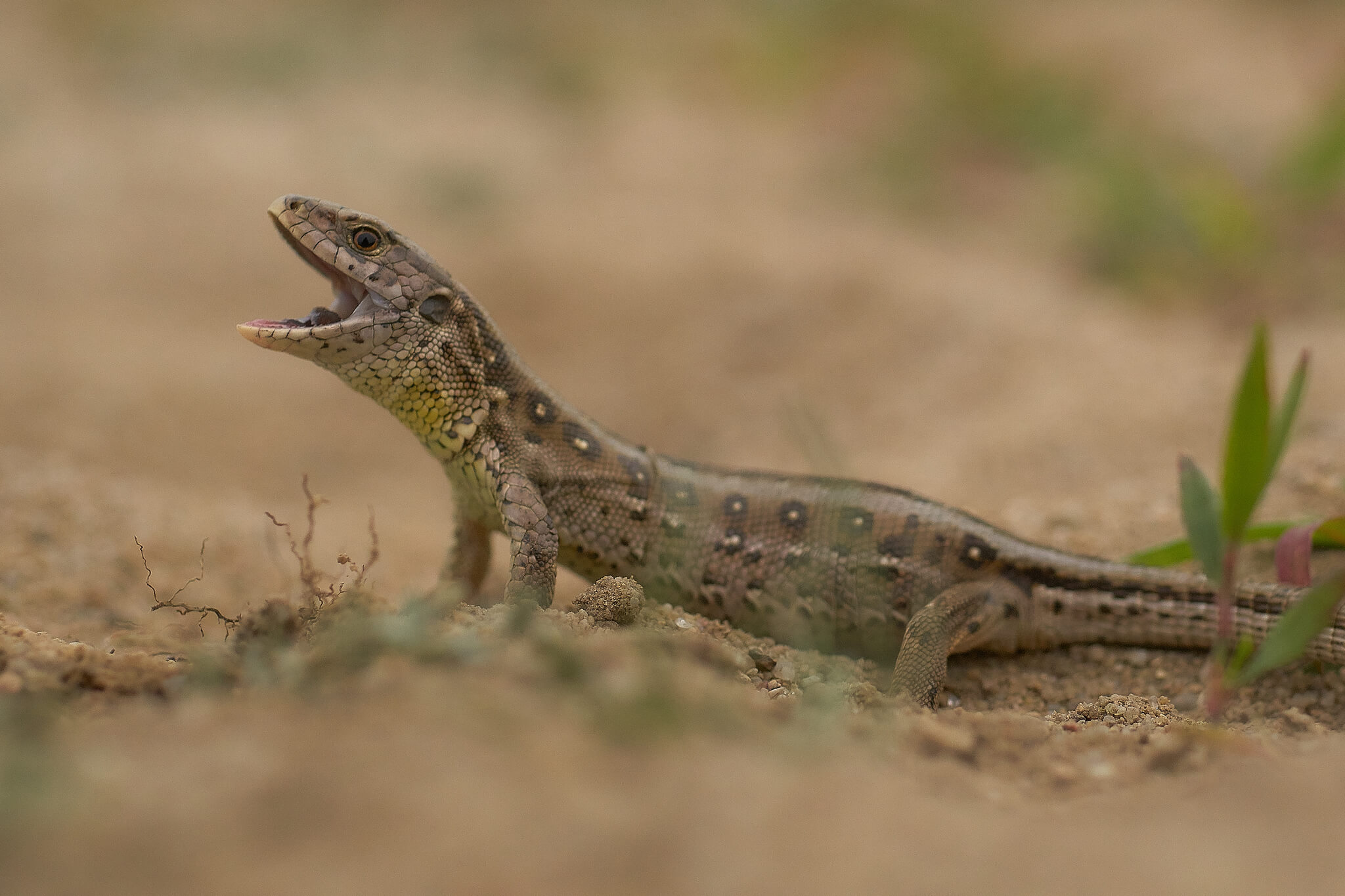 მარდი ხვლიკი (Lacerta agilis) საქართველო