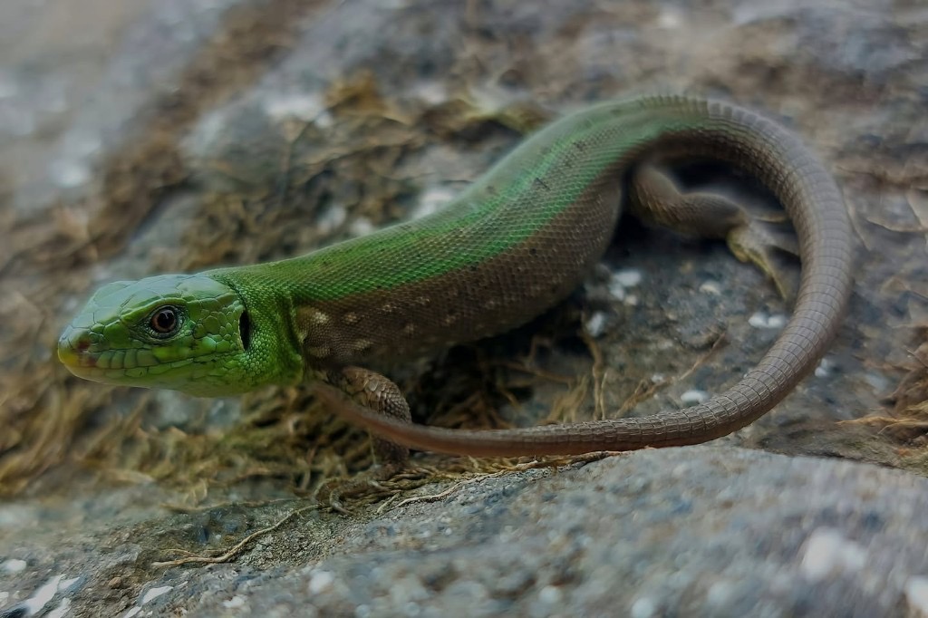 მარდი ხვლიკი (Lacerta agilis) — დასავლეთი საქართველო; აღმოსავლეთში 600–800 მ-ზე ზემოთ — სანდრო ხახვა
