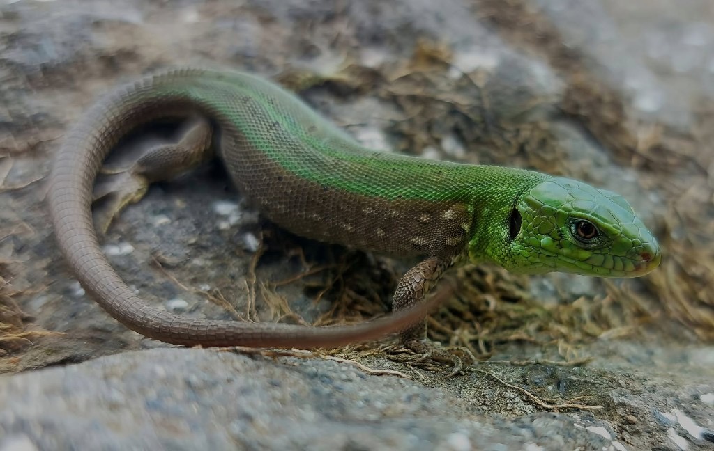 მარდი ხვლიკი (Lacerta agilis) — დასავლეთი საქართველო; აღმოსავლეთში 600–800 მ-ზე ზემოთ — სანდრო ხახვა