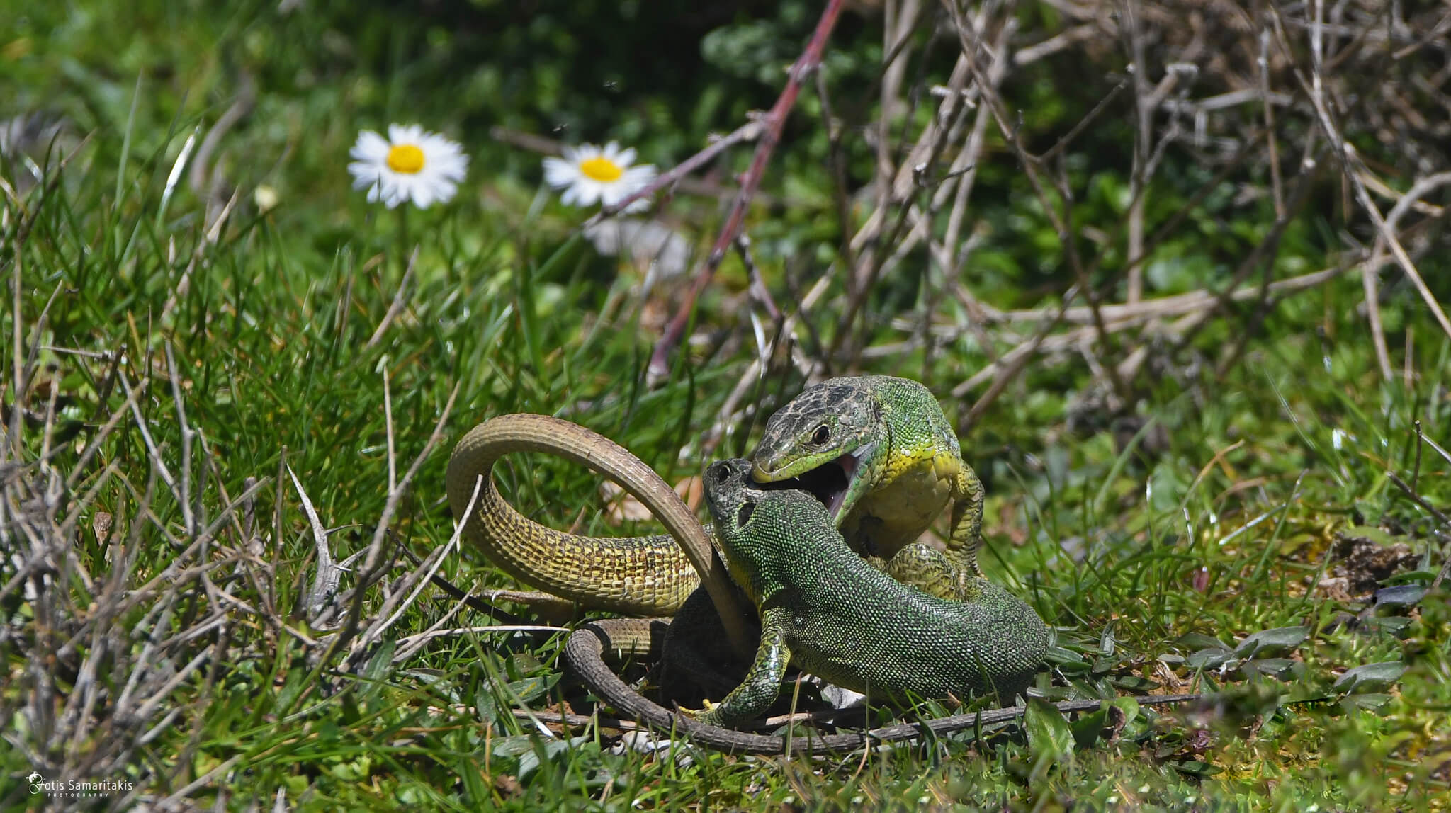 ზოლიანი ხვლიკი (Lacerta strigata) — ნახევრადმშრალი ჰაბიტატები ქვეყნის მასშტაბით — fotis-samaritakis