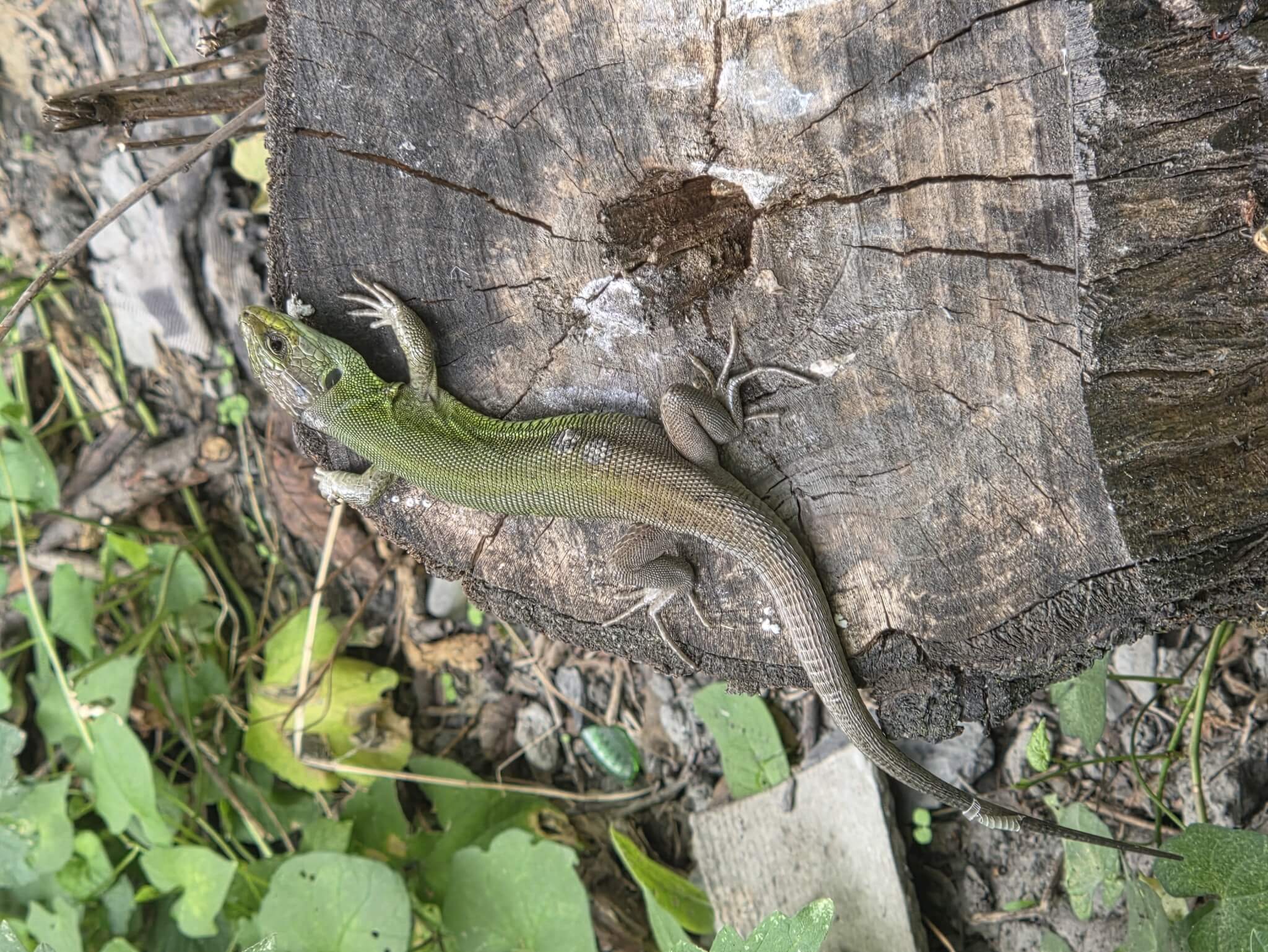 ზოლიანი ხვლიკი (Lacerta strigata) საქართველო