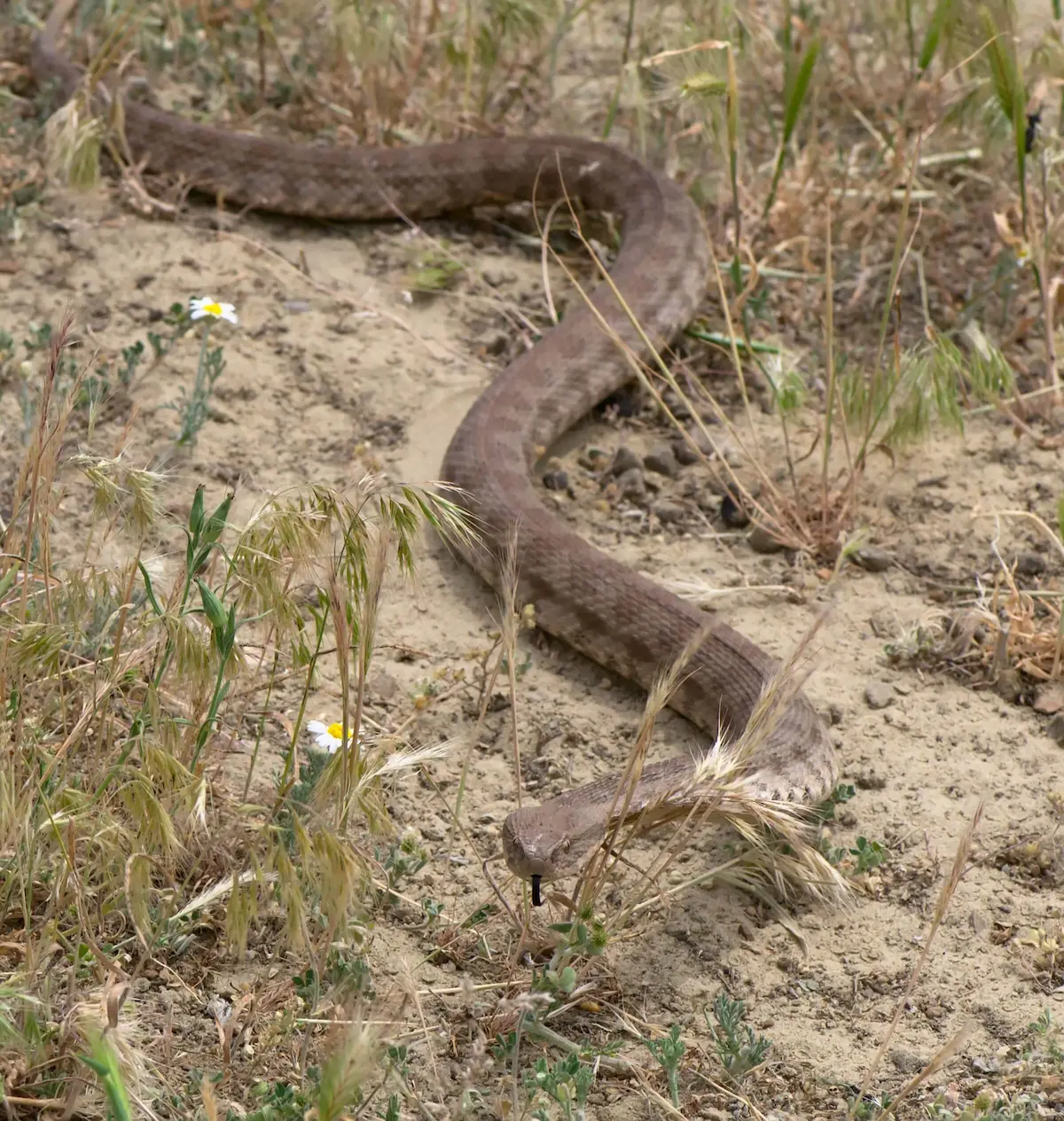 გიურზა (Macrovipera lebetinus) — აღმოსავლეთ საქართველო