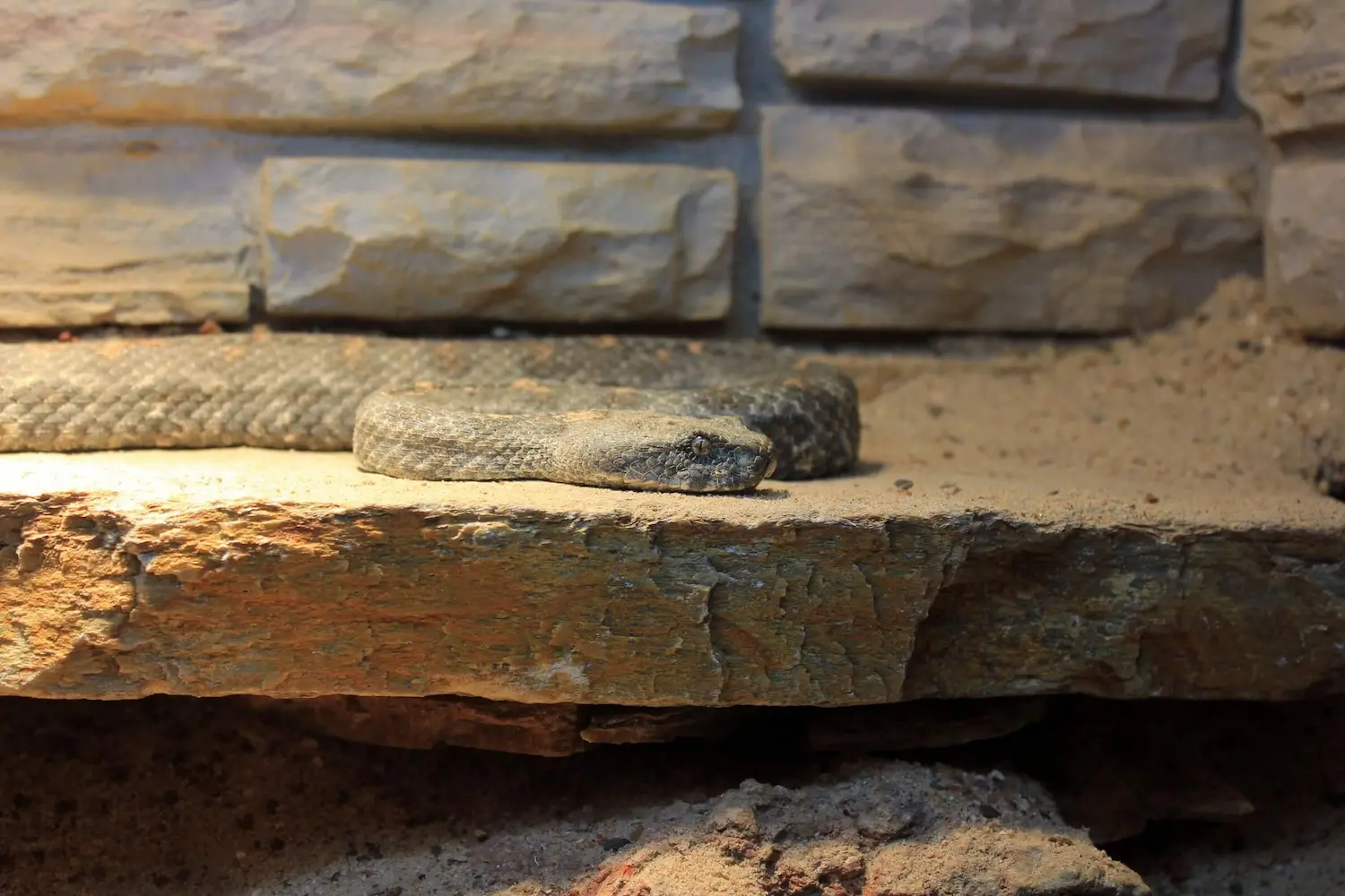 გიურზა (Macrovipera lebetinus) — აღმოსავლეთ საქართველო
