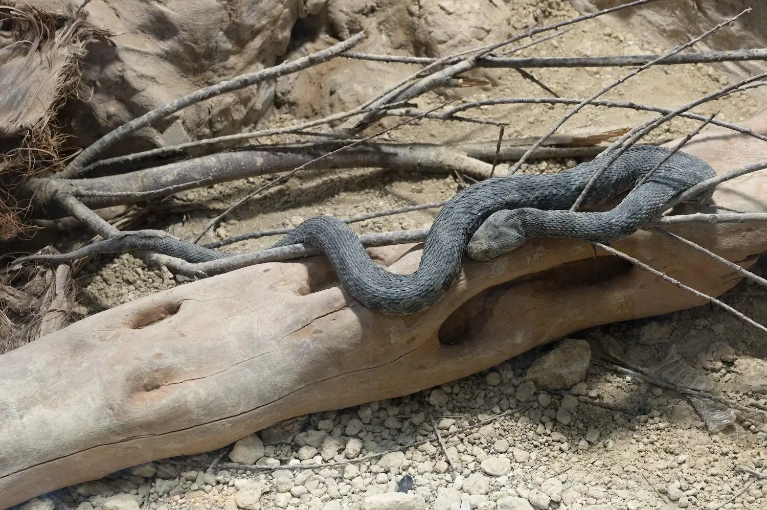 გიურზა (Macrovipera lebetinus) — აღმოსავლეთ საქართველო