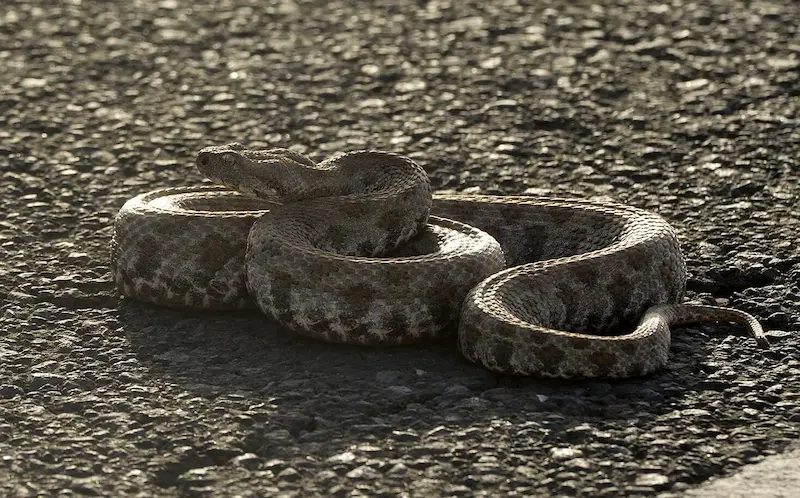 გიურზა (Macrovipera lebetinus) — აღმოსავლეთ საქართველო